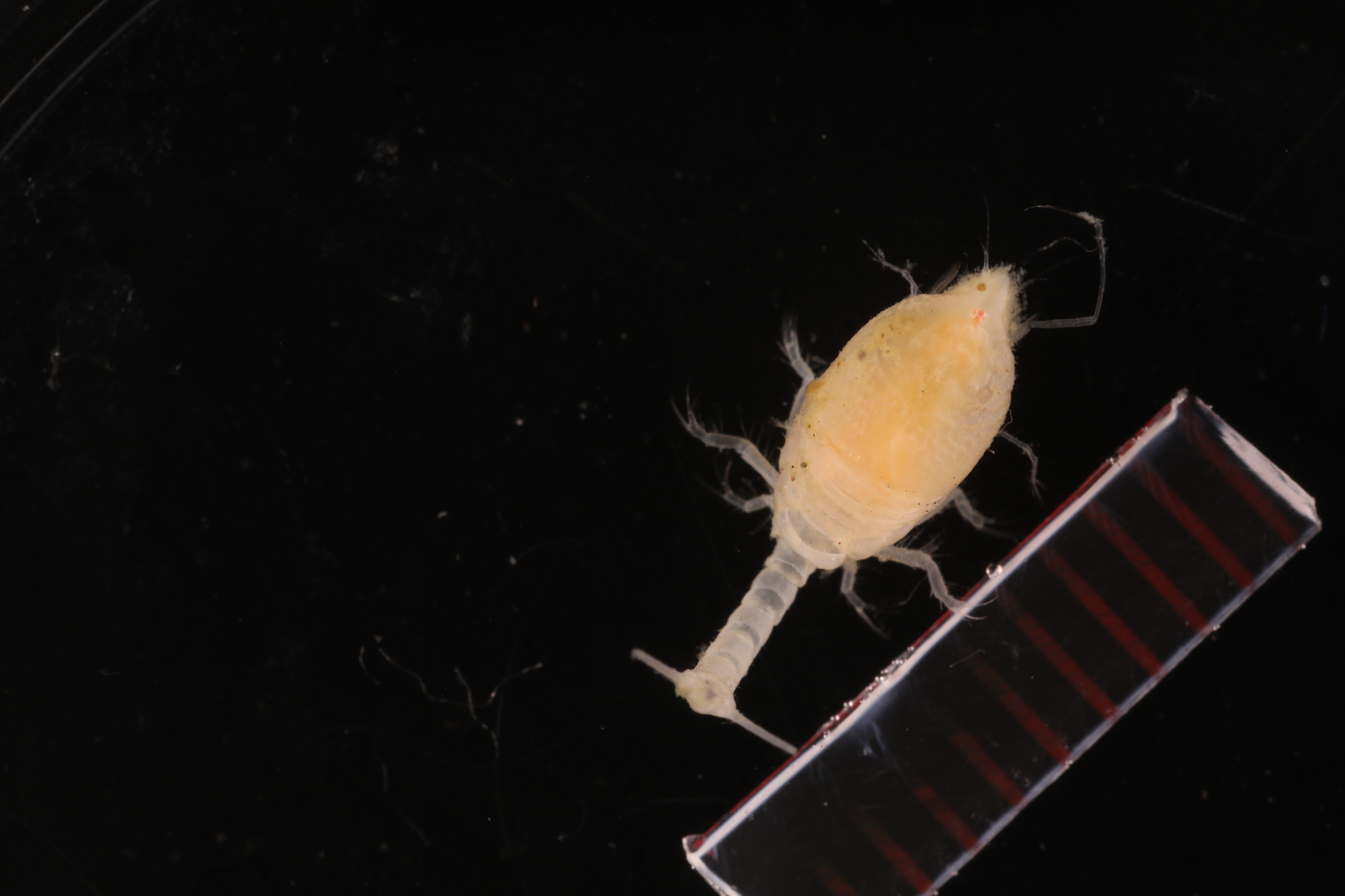 Diastylis enigmatica