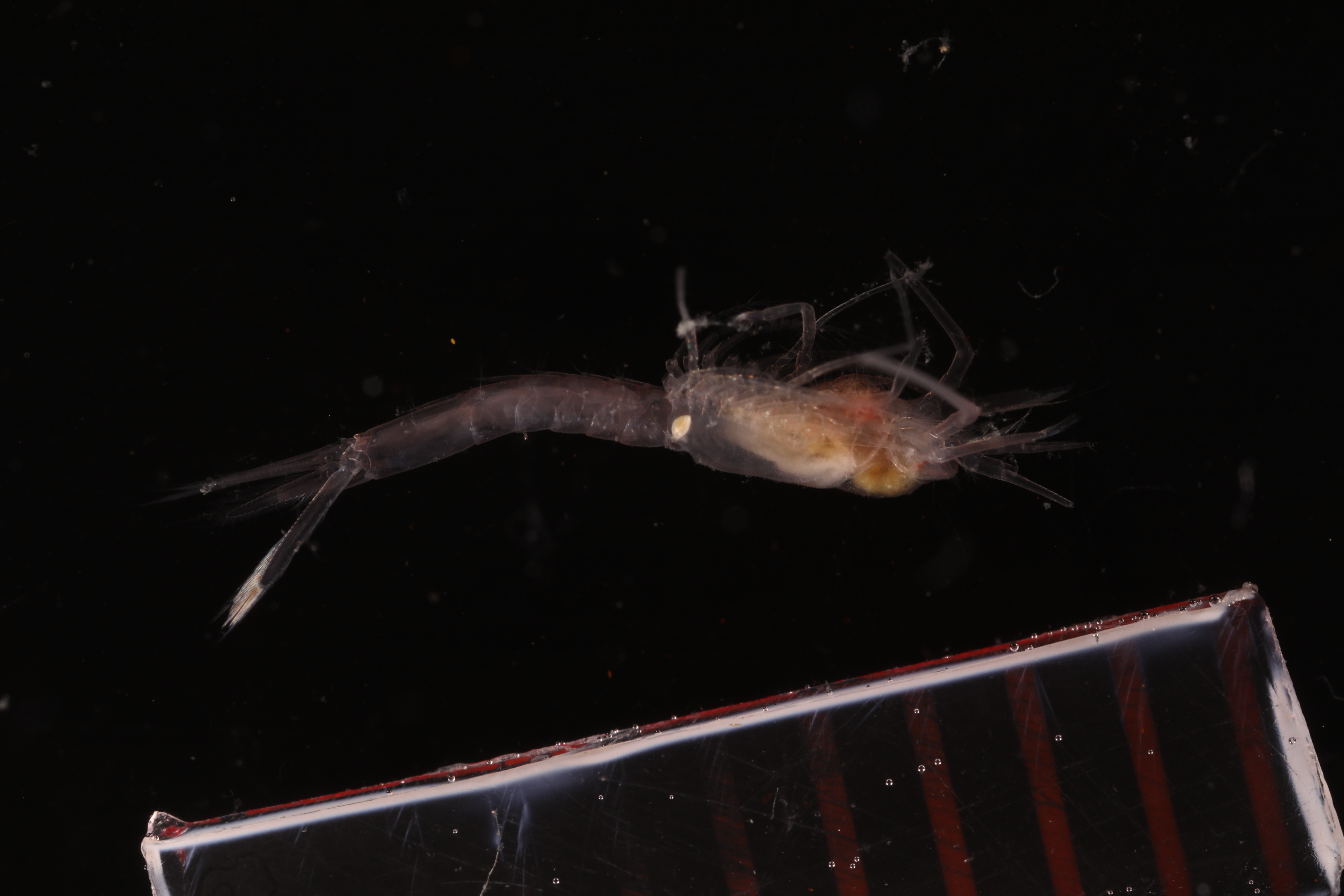 Specimen media