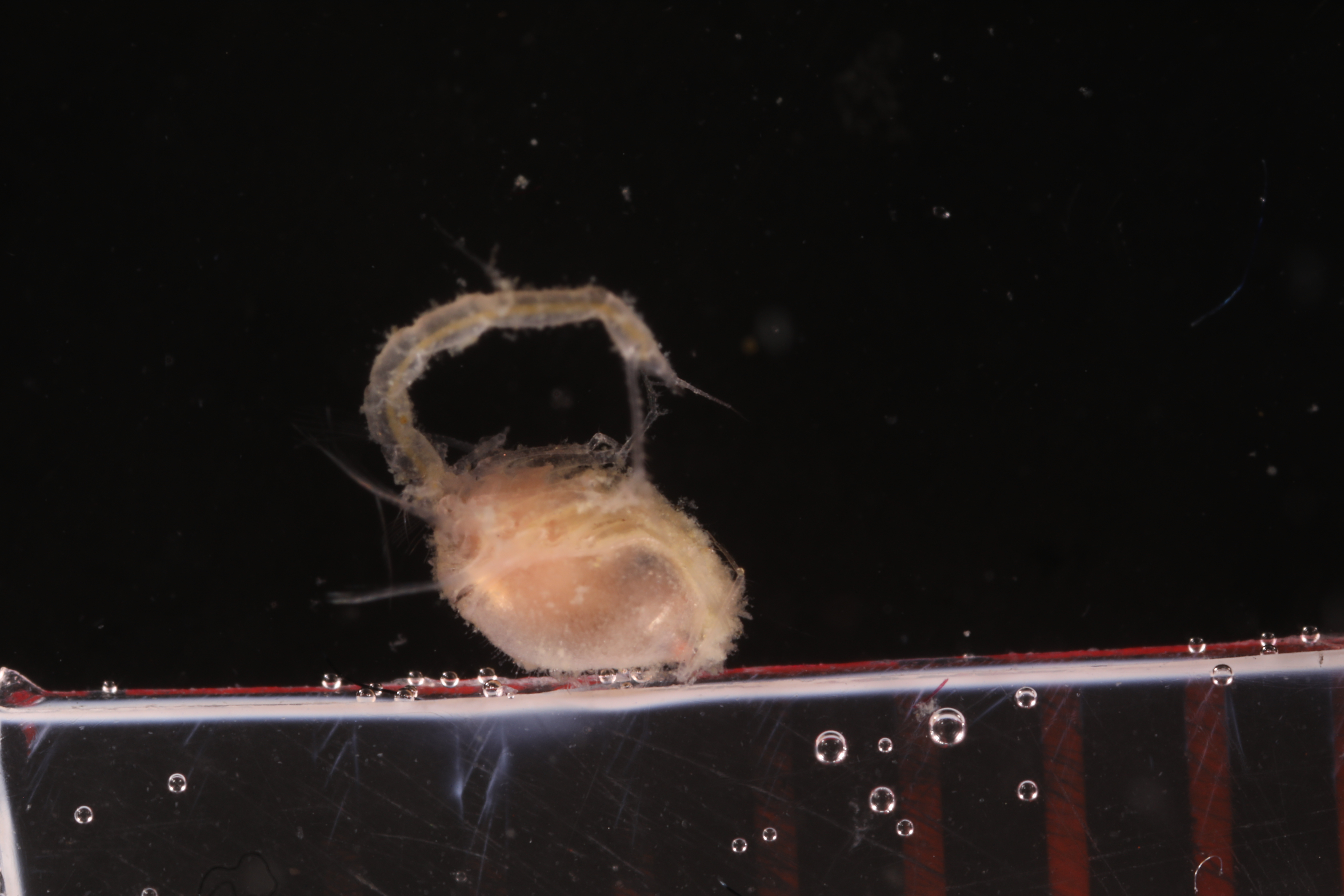 Specimen media
