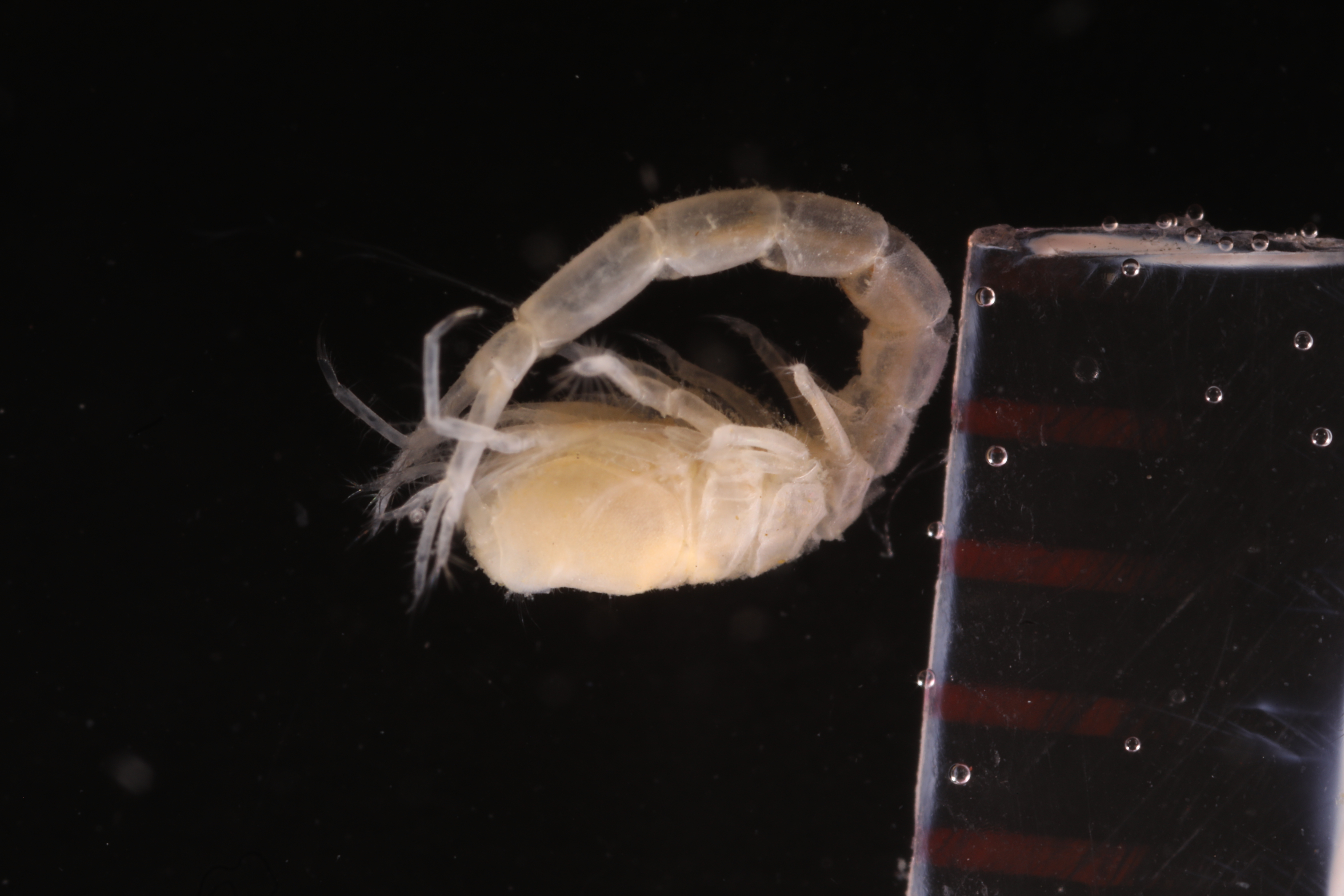 Specimen media