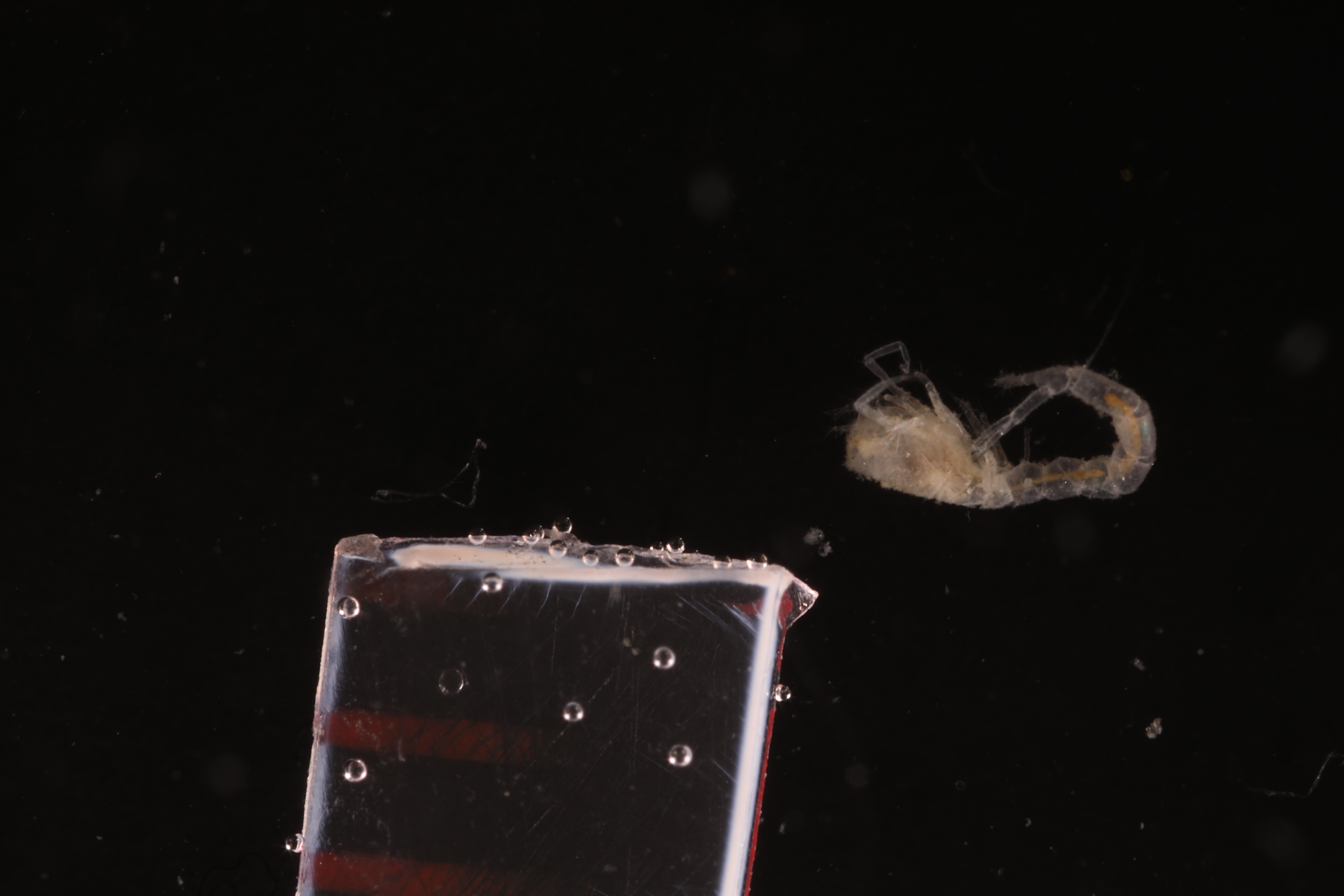 Specimen media