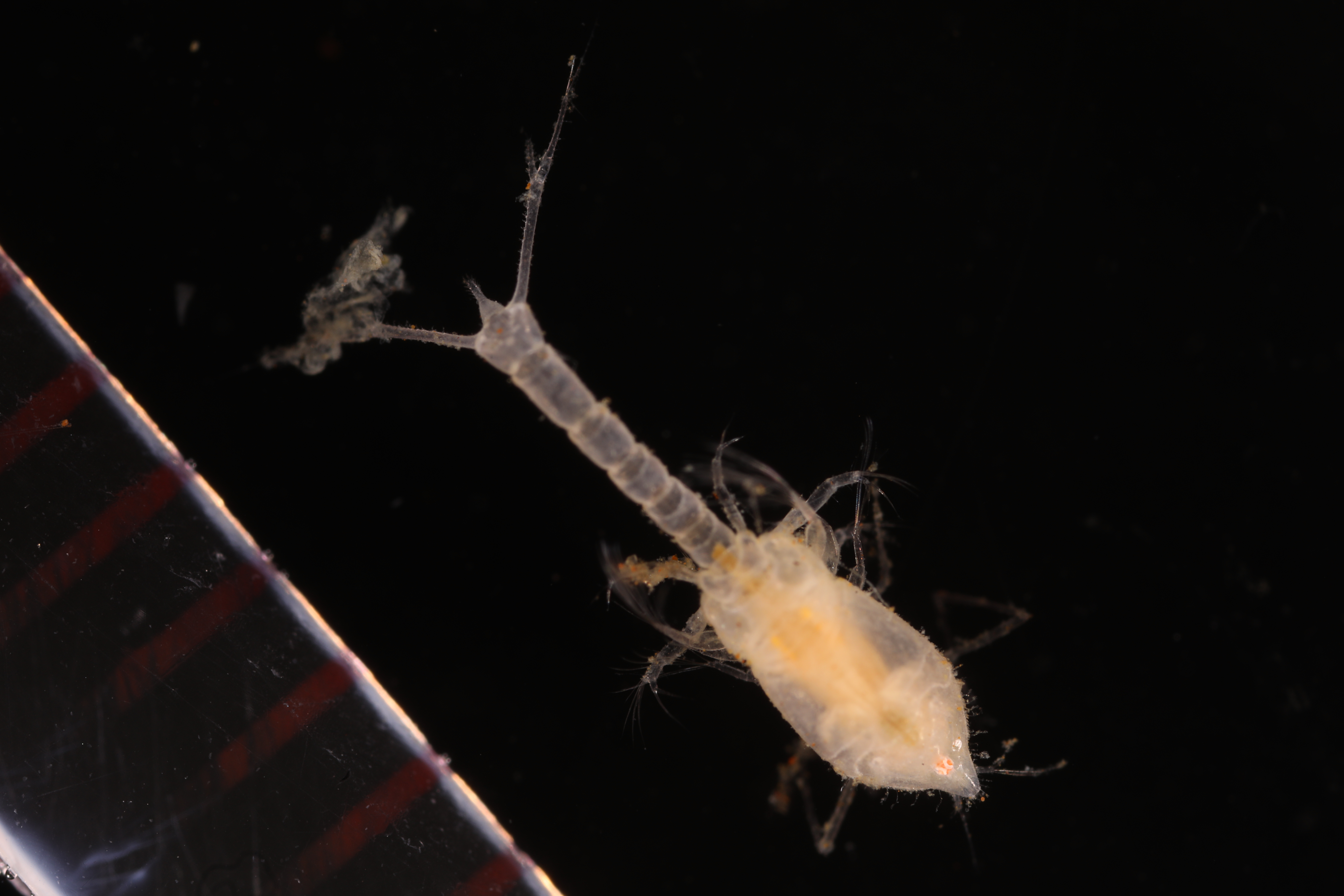Diastylis enigmatica