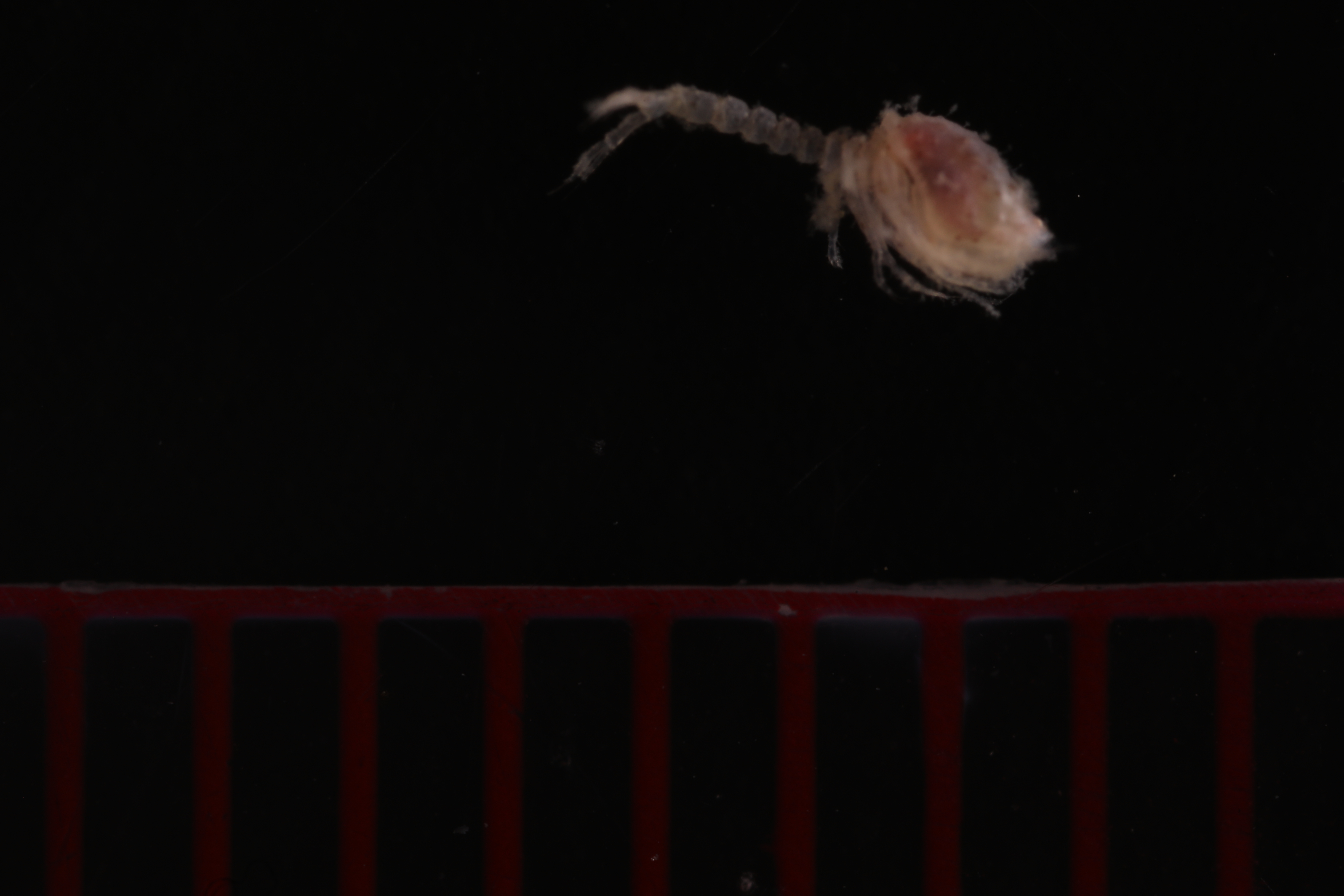 Specimen media