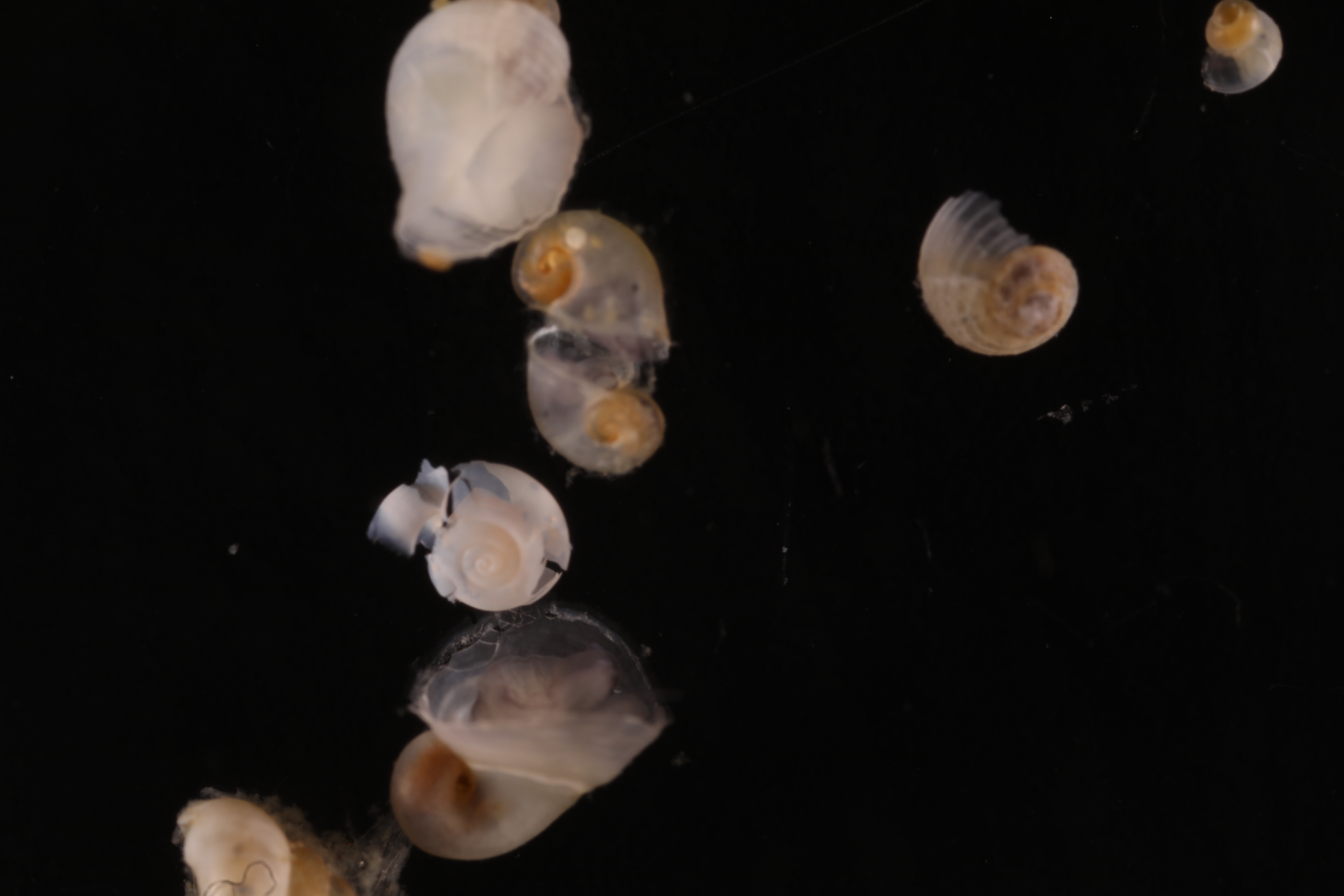 Gastropoda