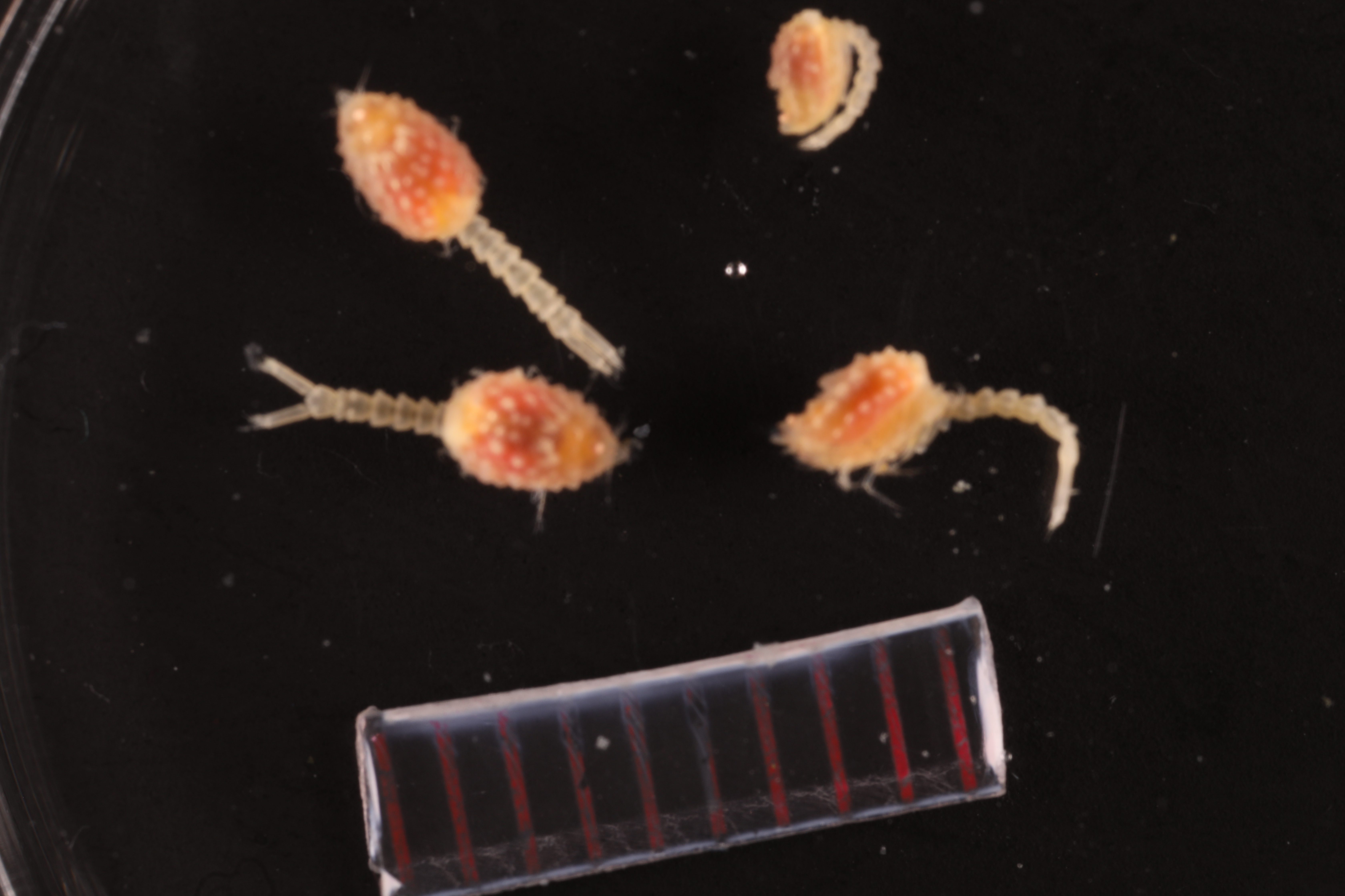 Specimen media