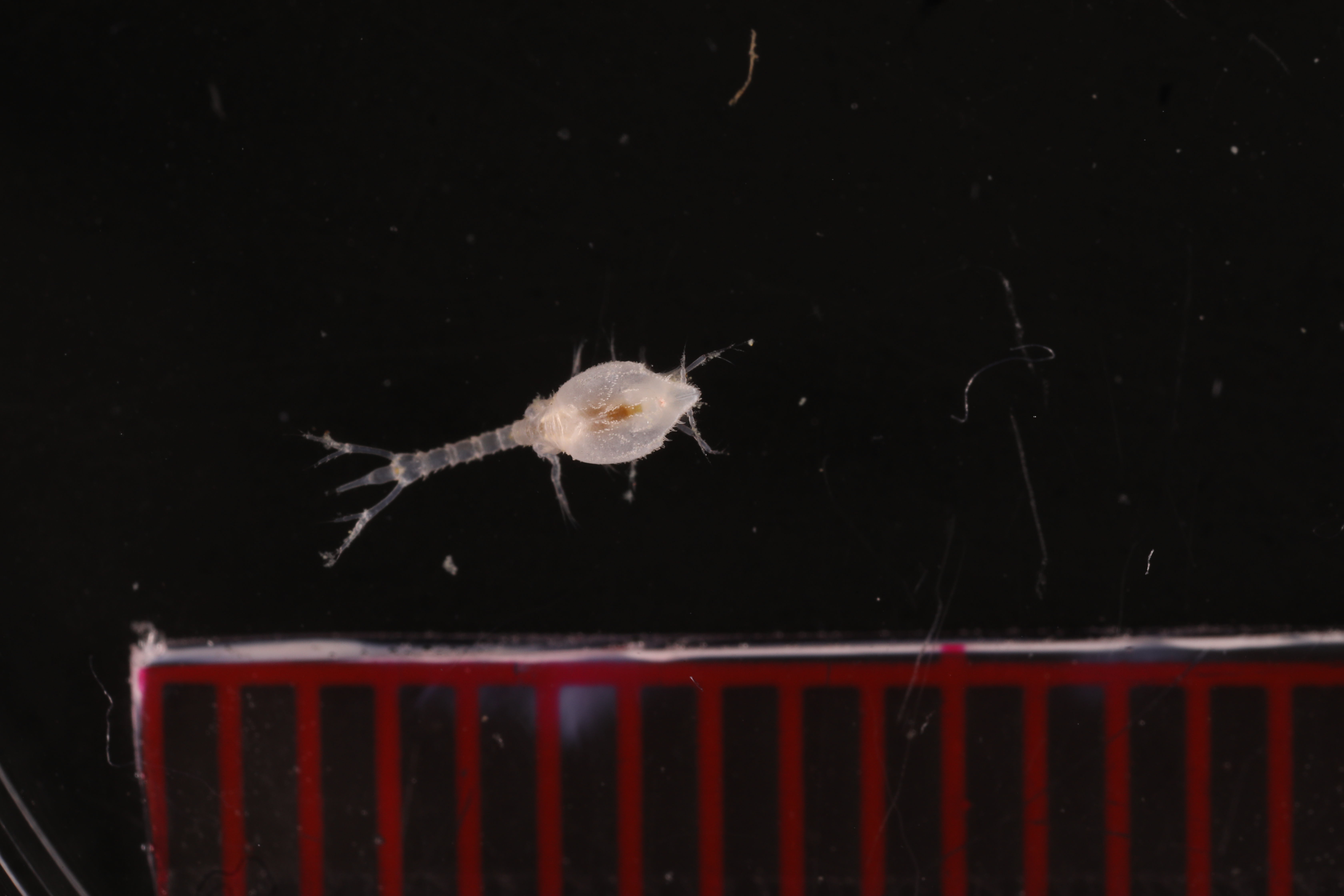 Specimen media