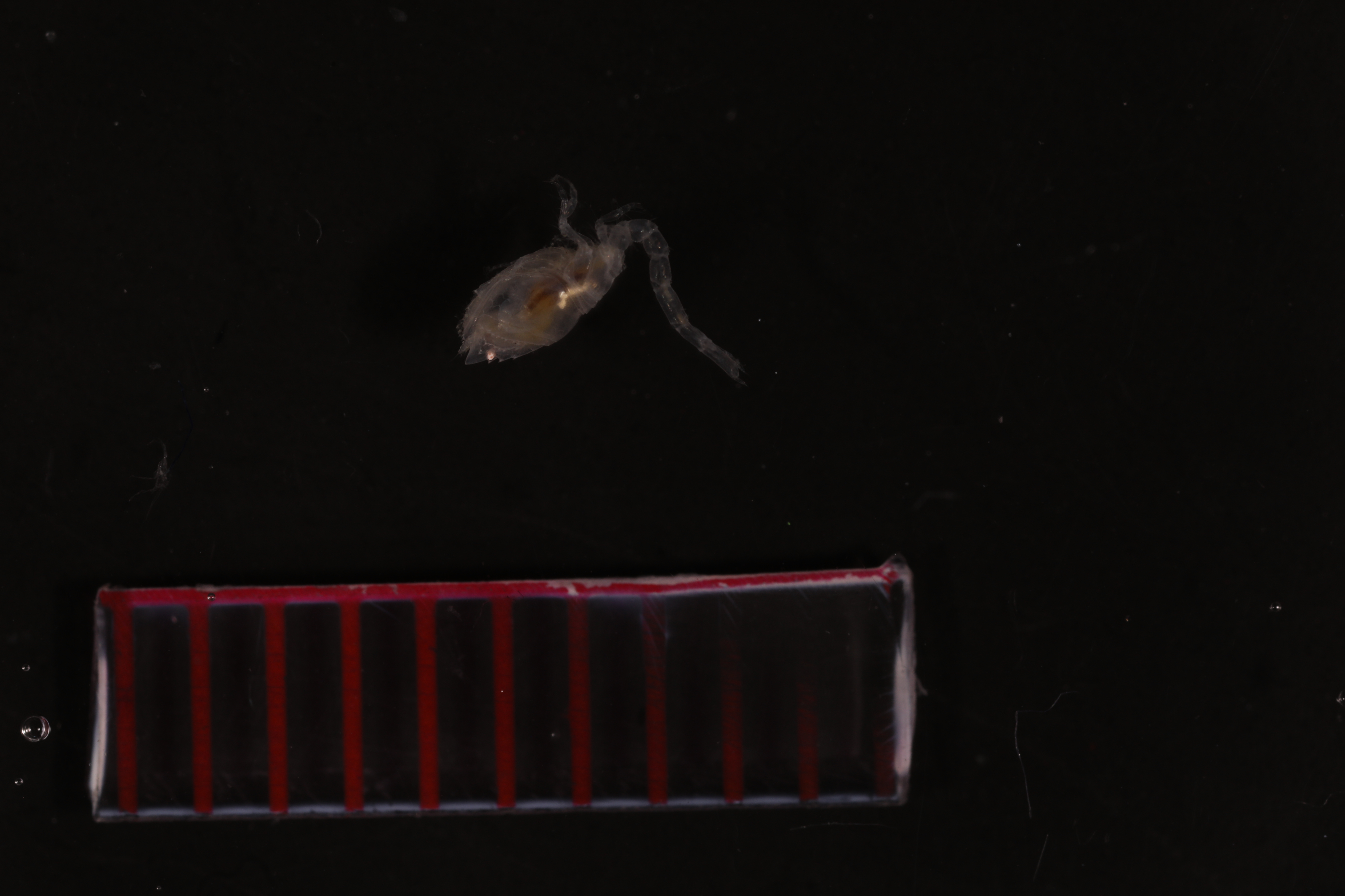 Diastylopsis annulata