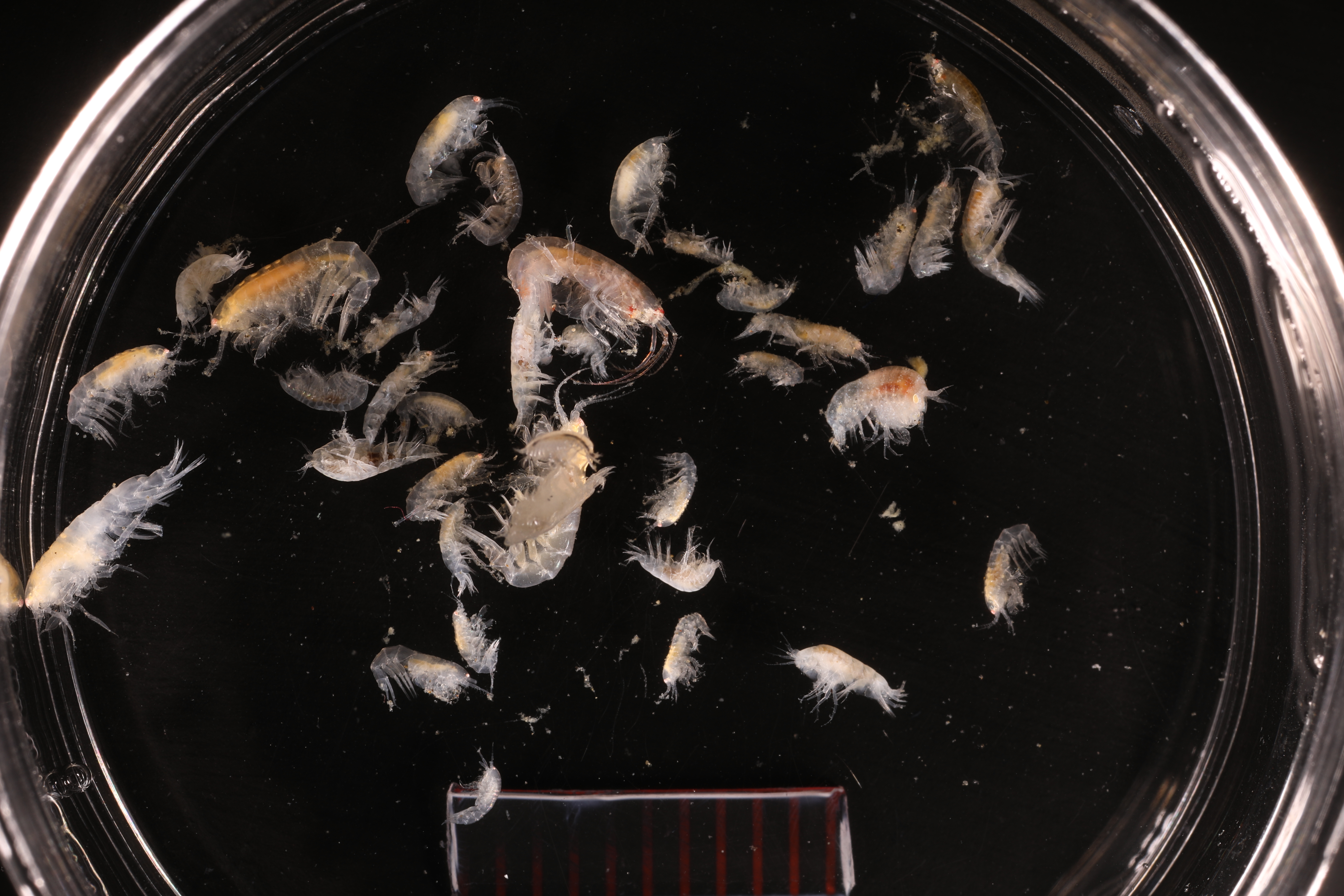 Specimen media