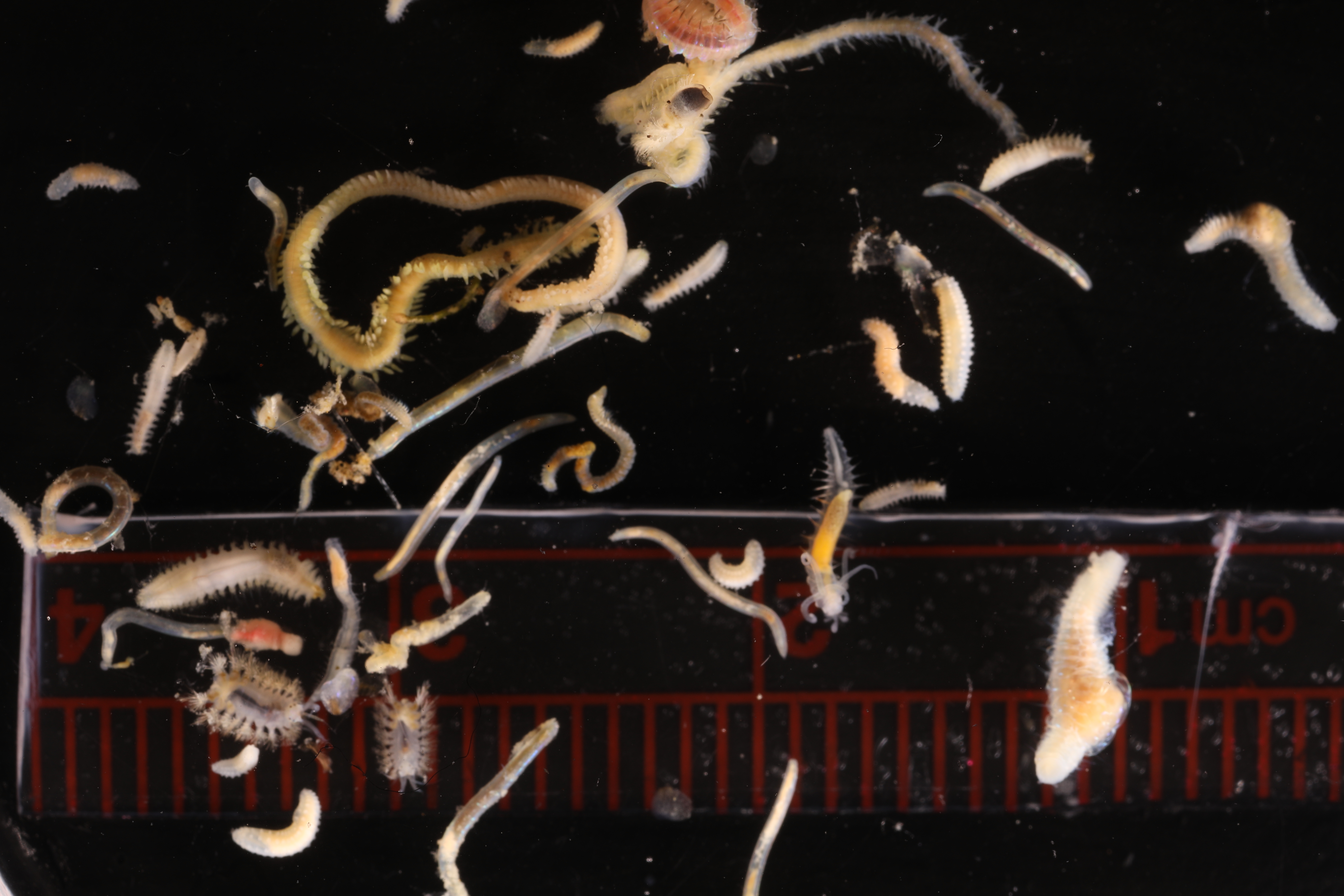 Specimen media