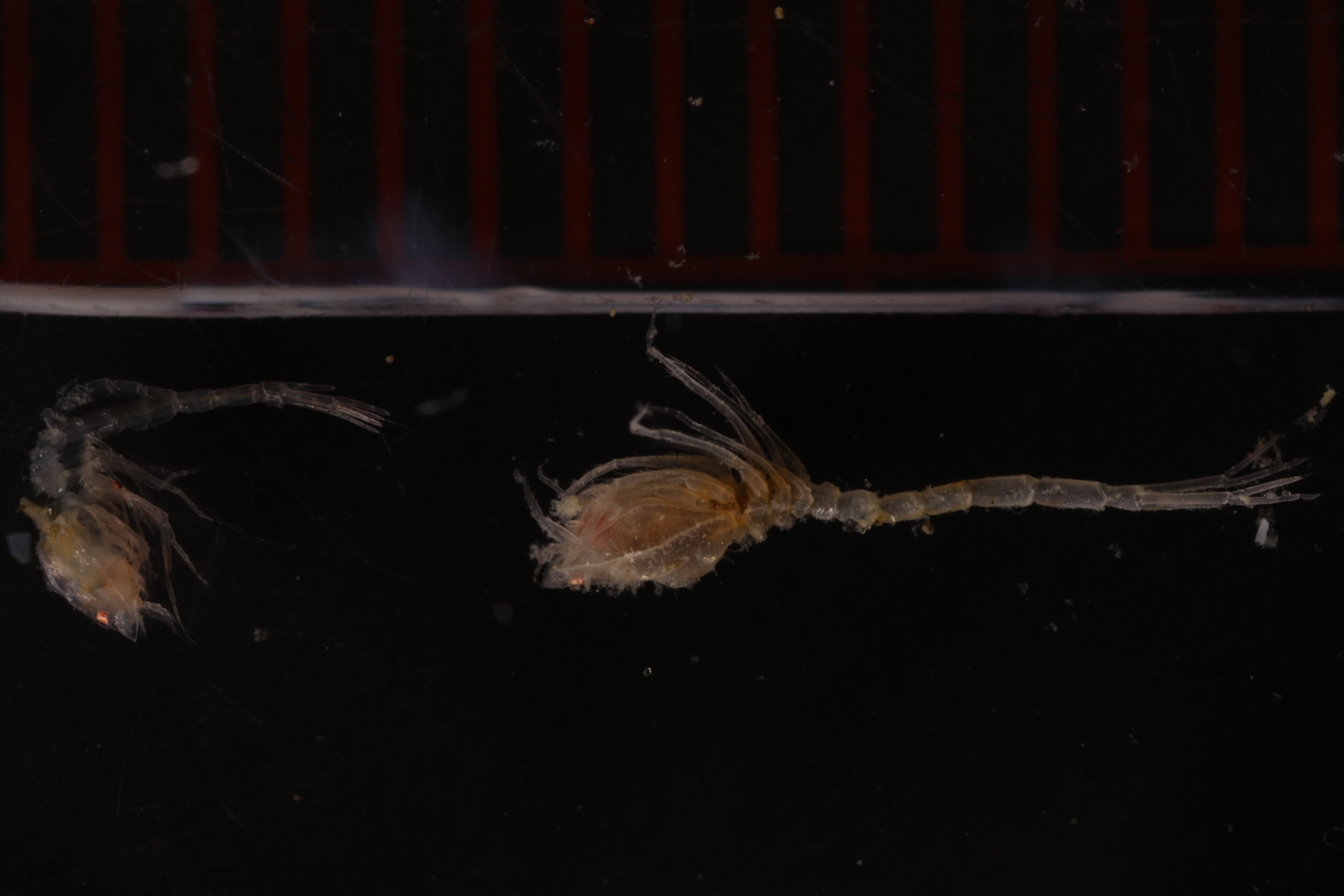 Platytyphlops mawsoni