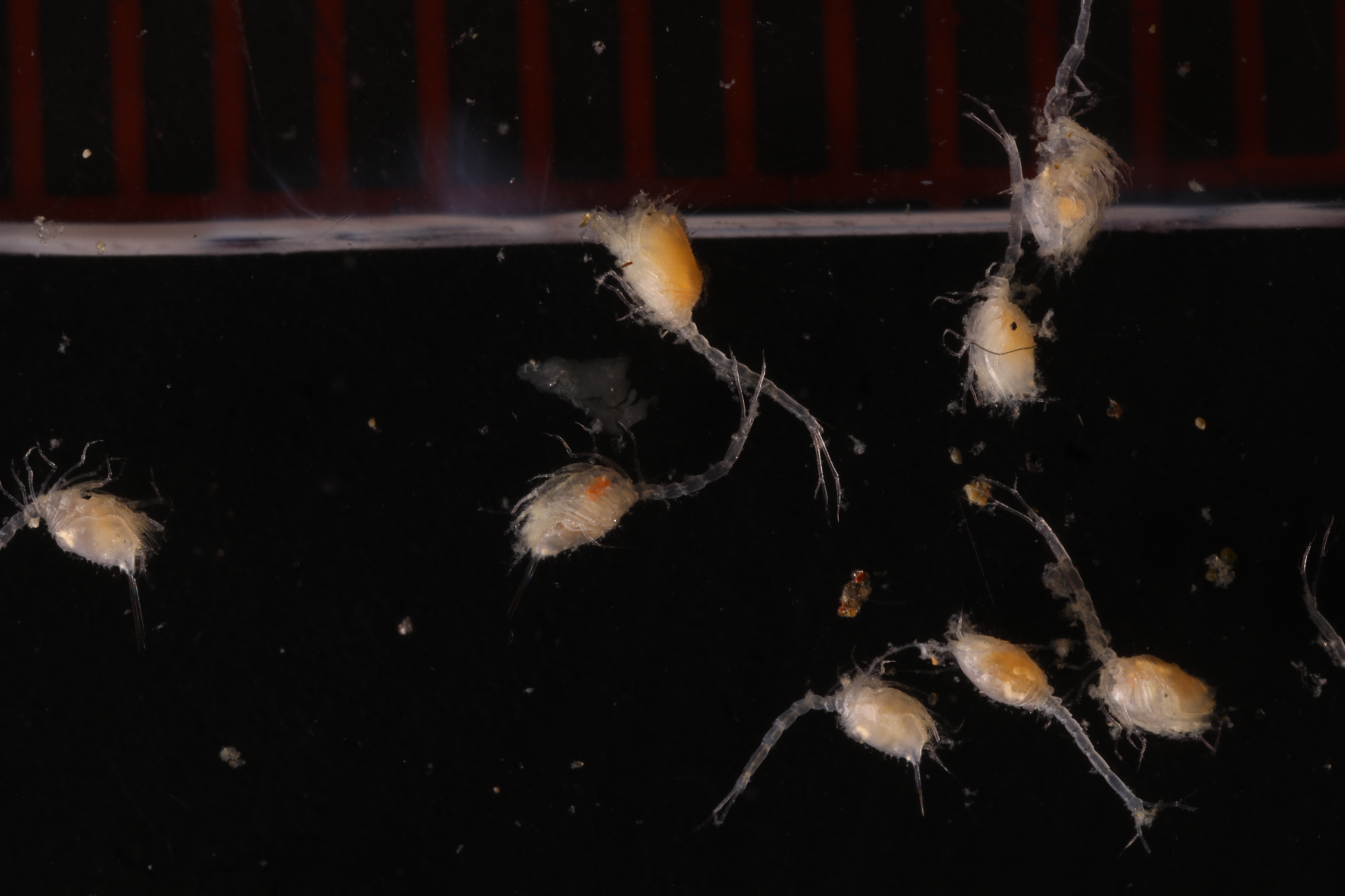 Cumella meridionalis
