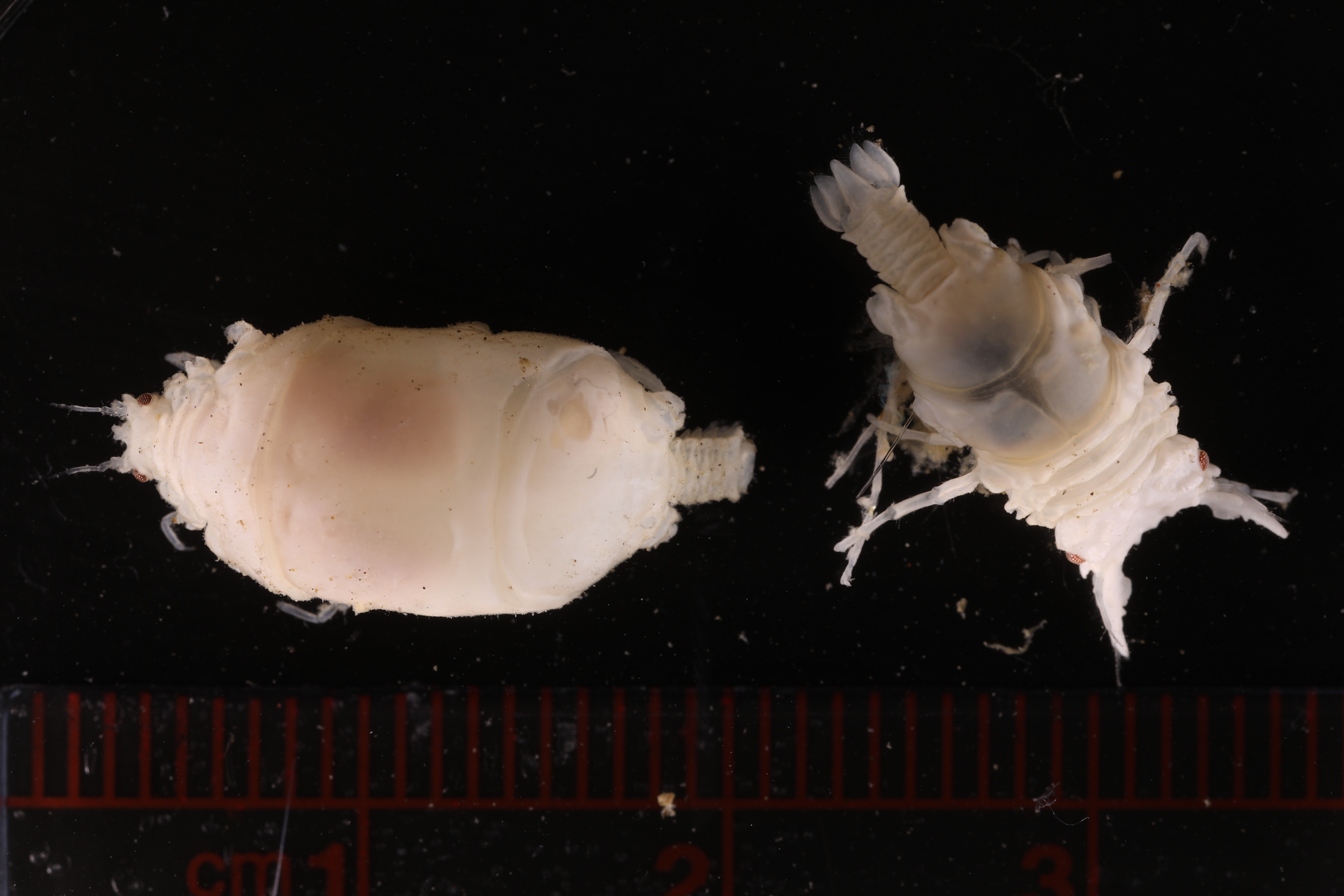 Caecognathia antarctica