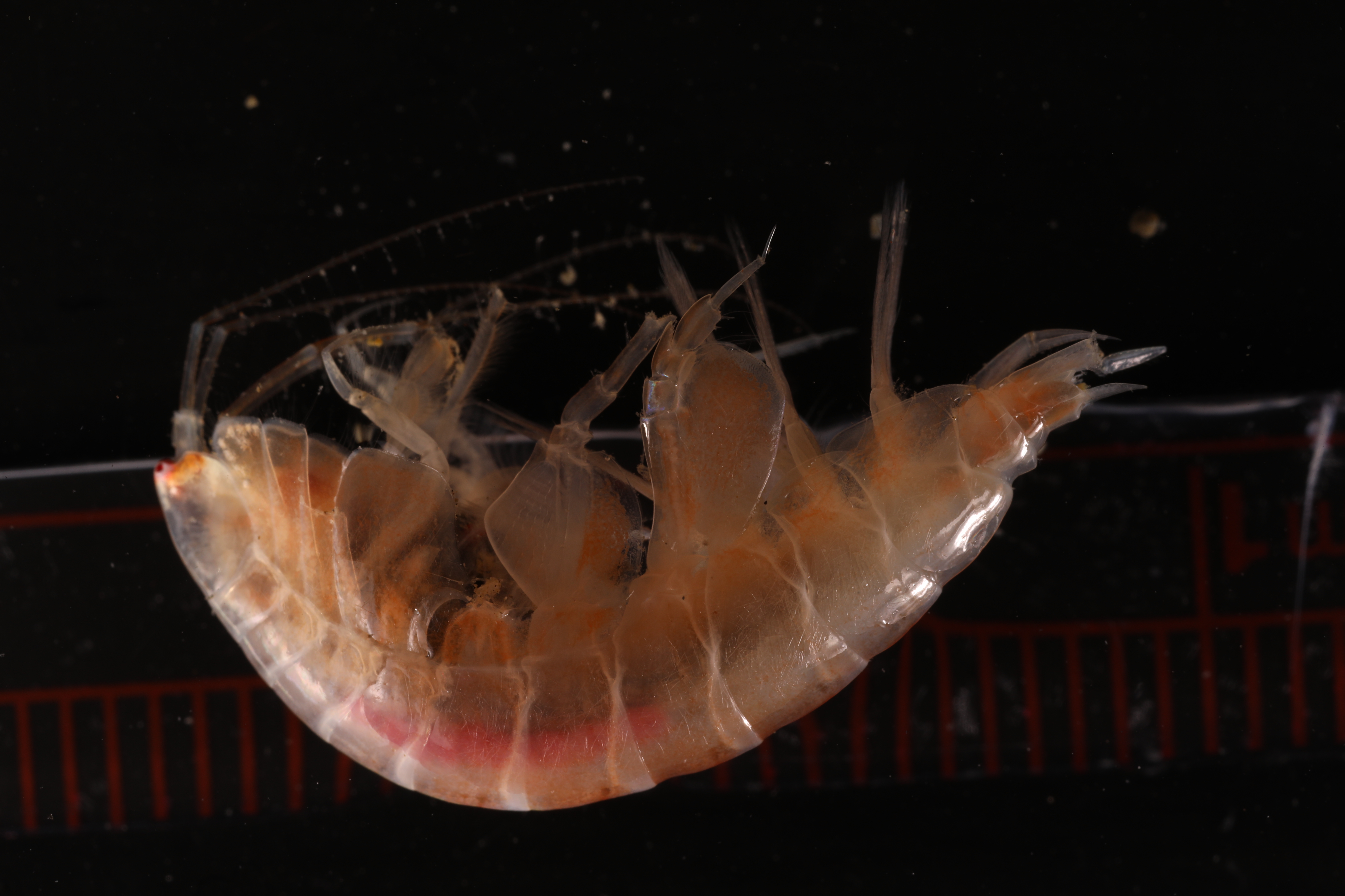 Specimen media