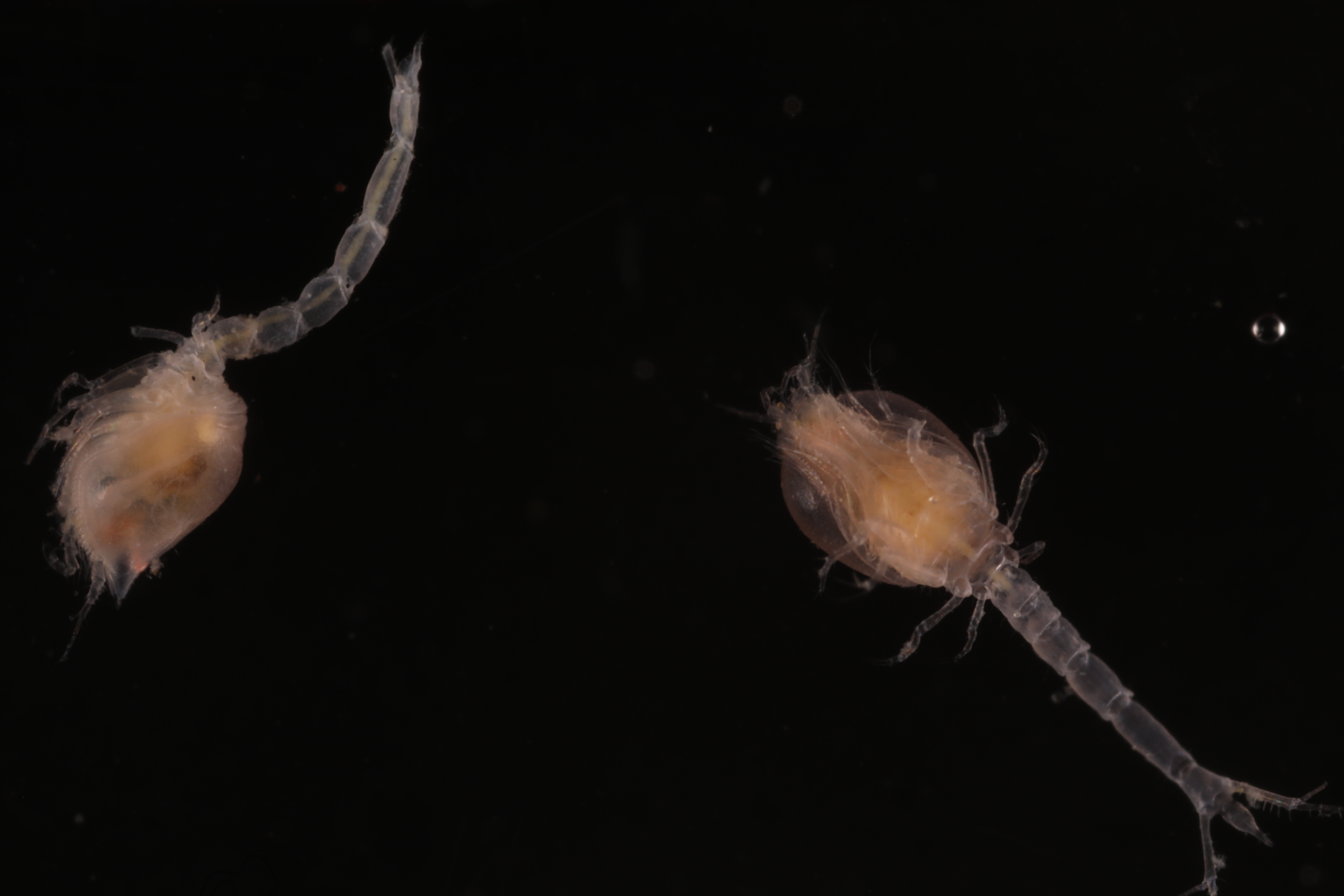 Leptostylis antipus