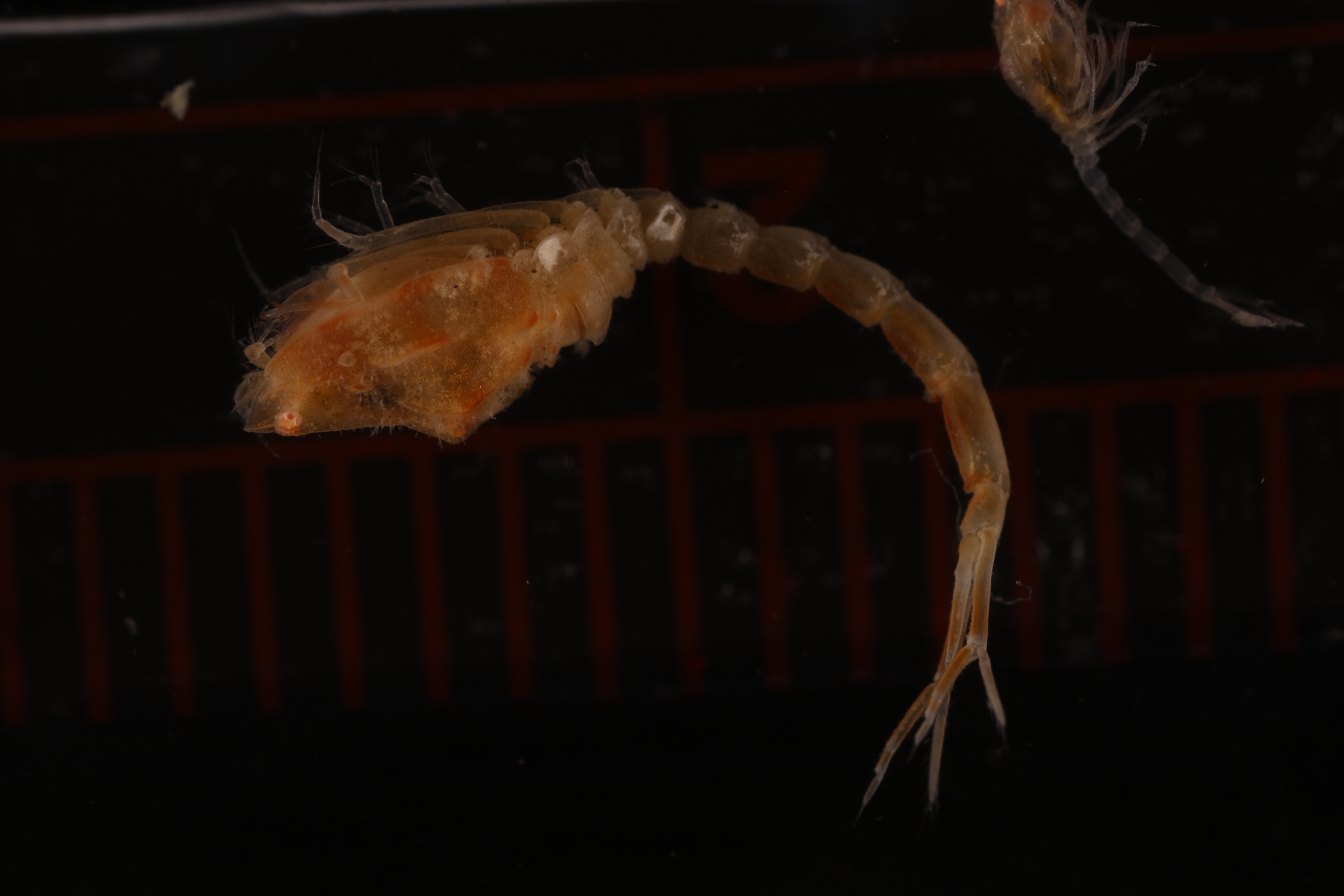 Platytyphlops mawsoni