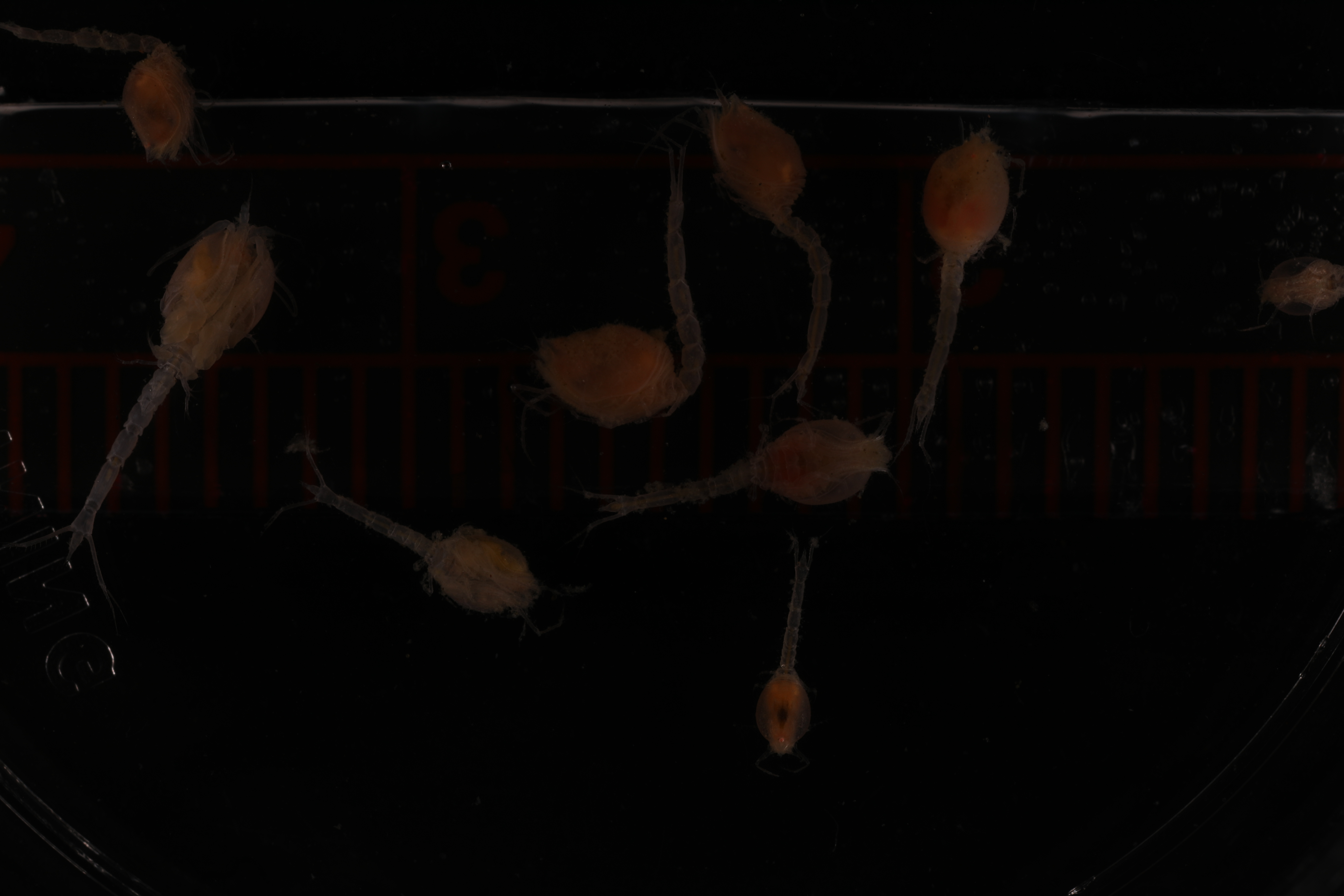 Leptostylis antipus