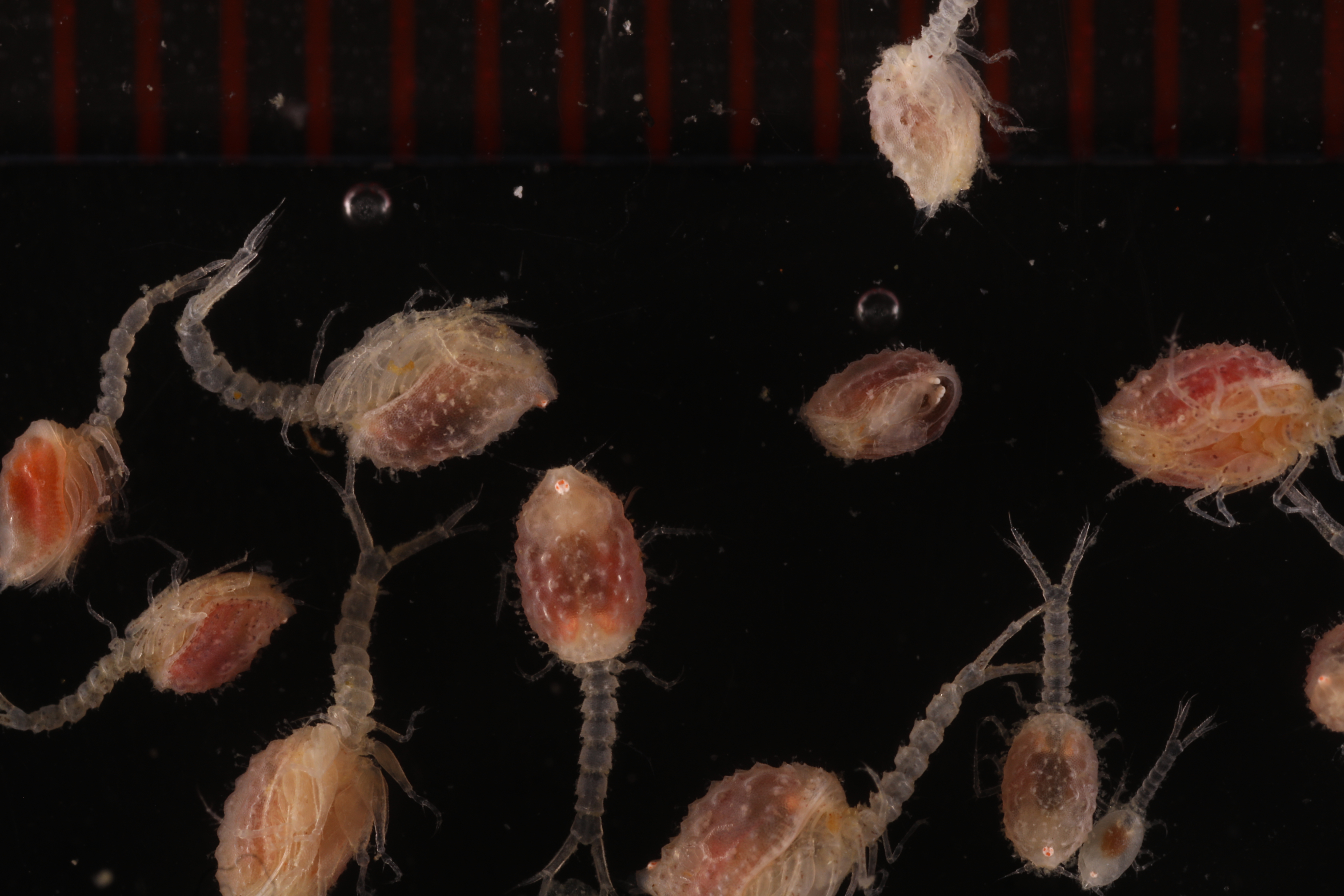 Specimen media