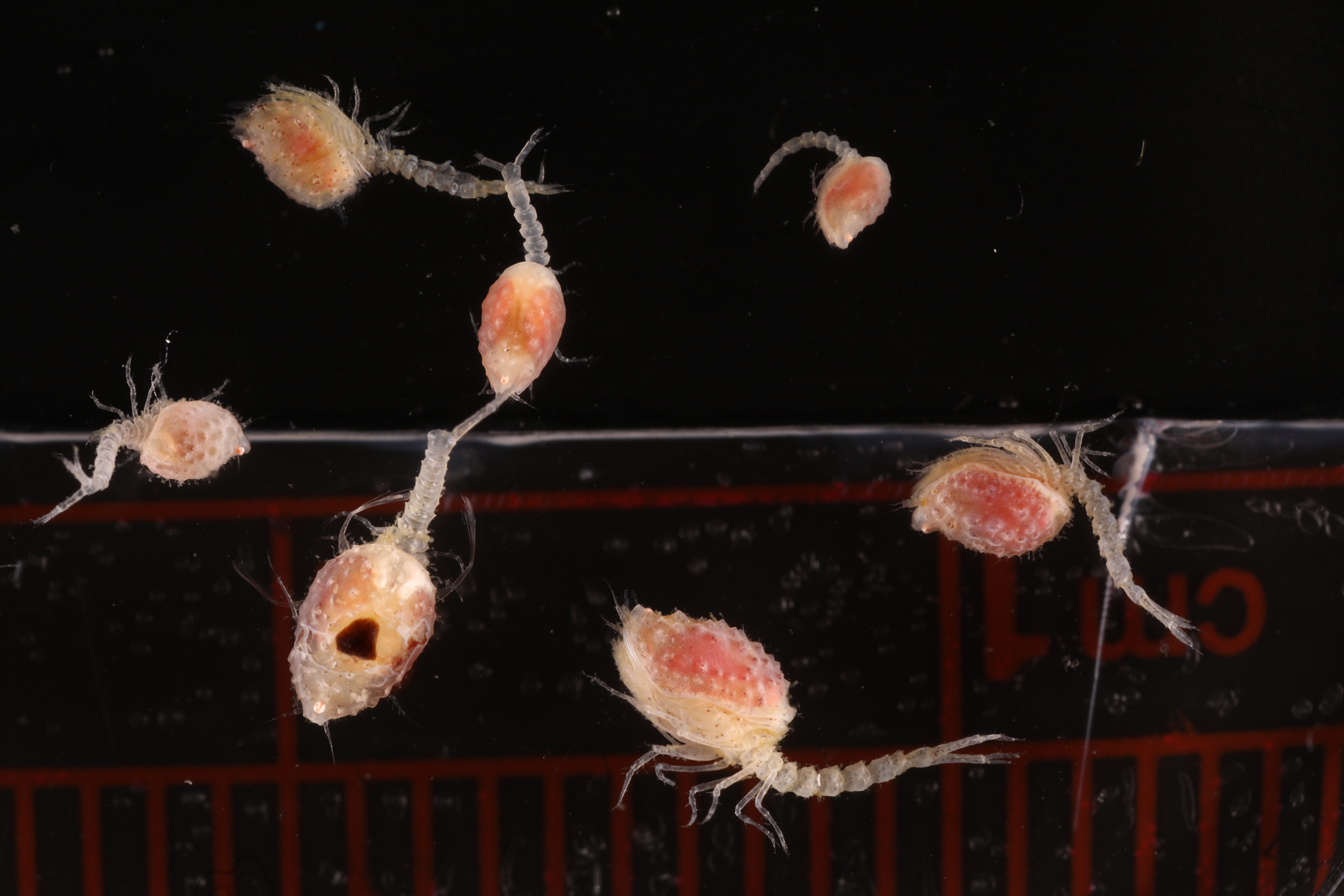 Specimen media