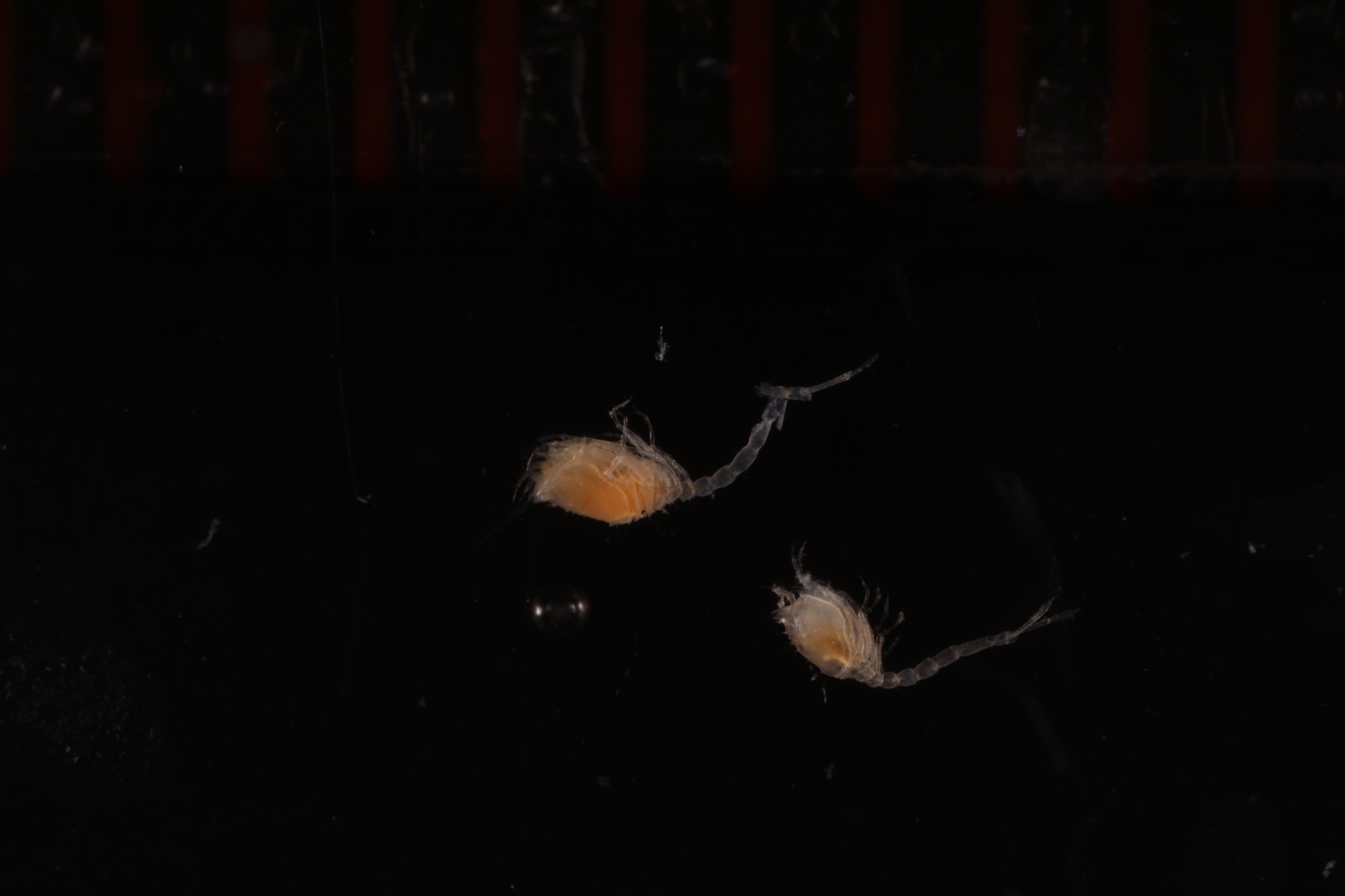 Cumella meridionalis