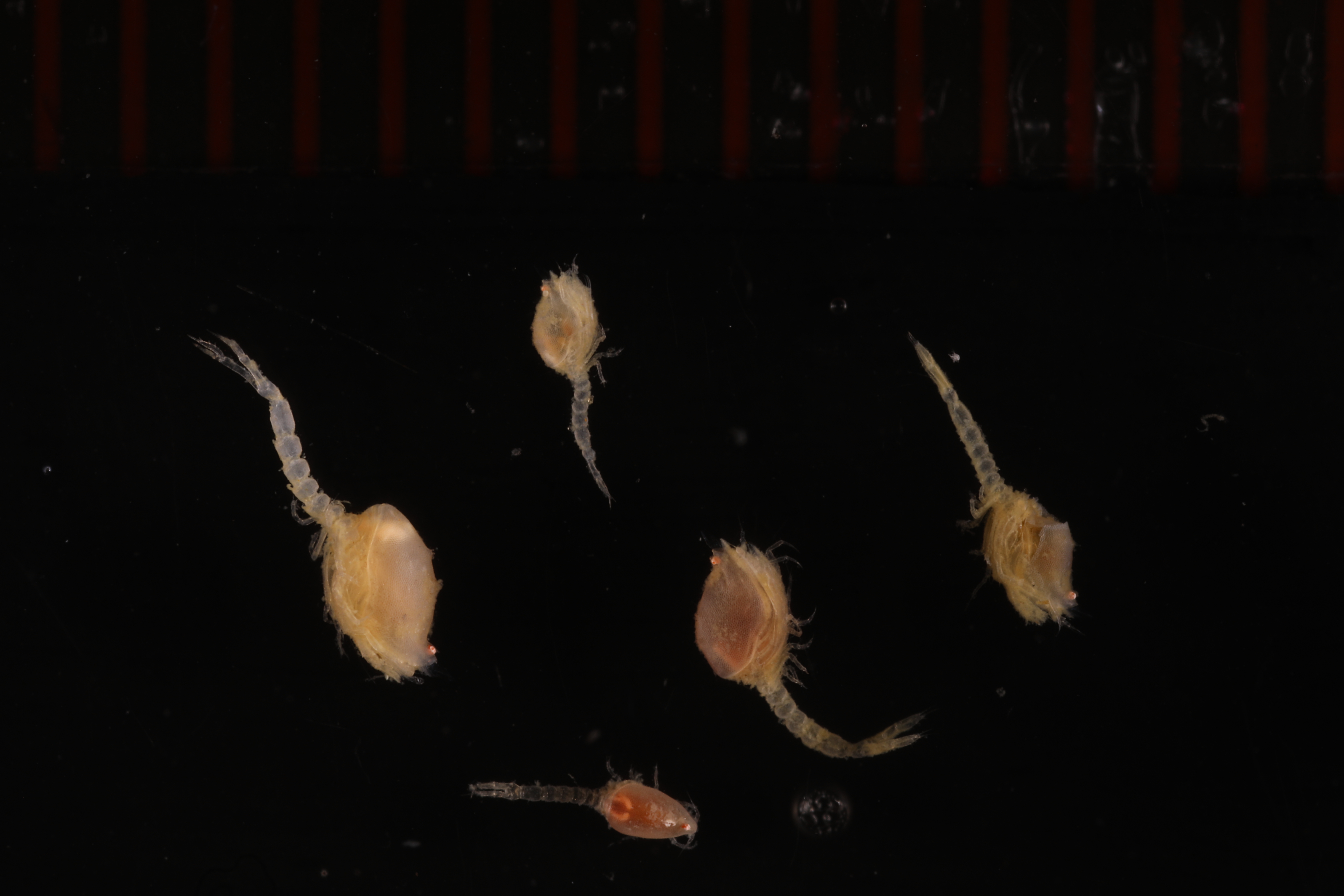 Procampylaspis meridiana