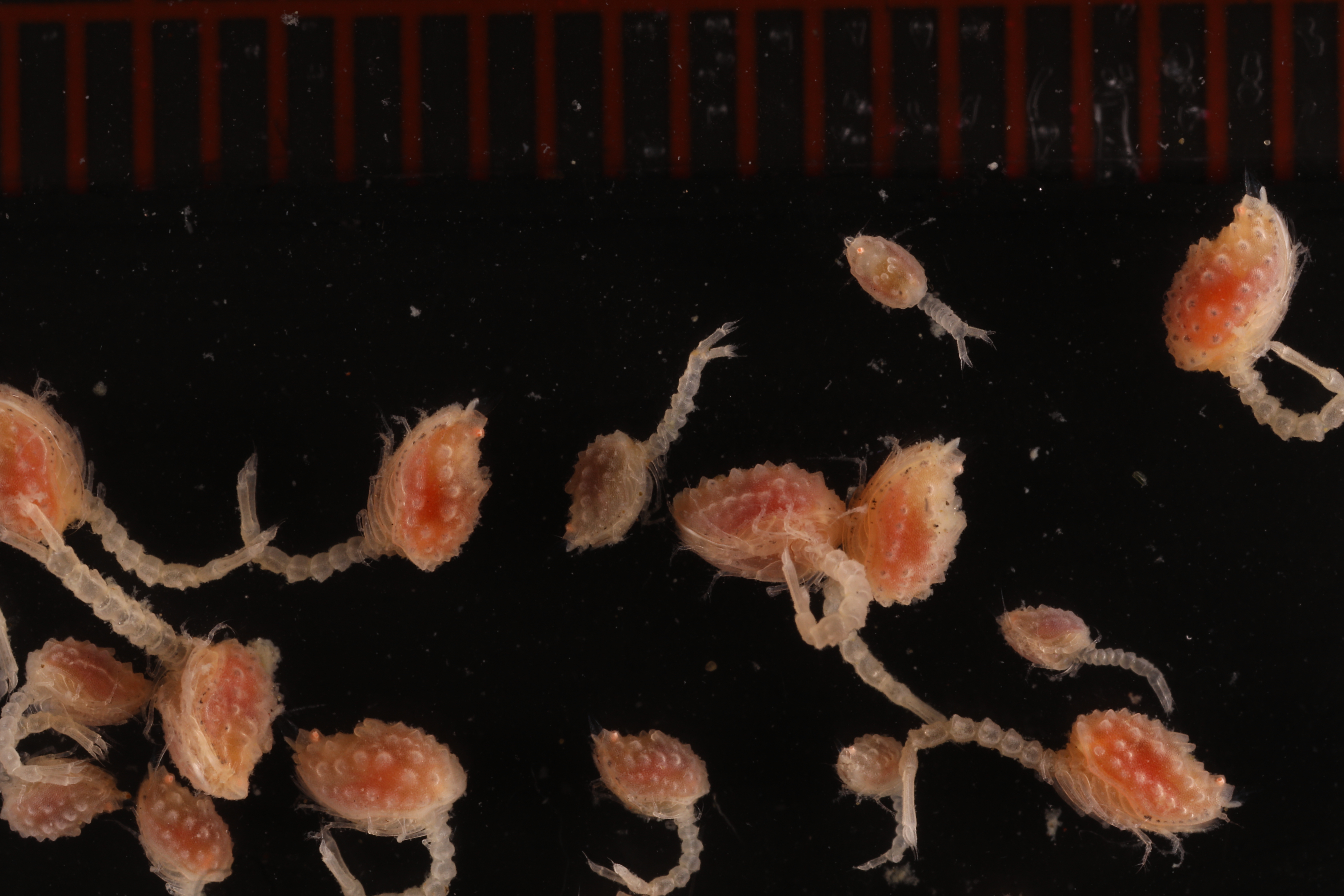 Campylaspis quadridentata