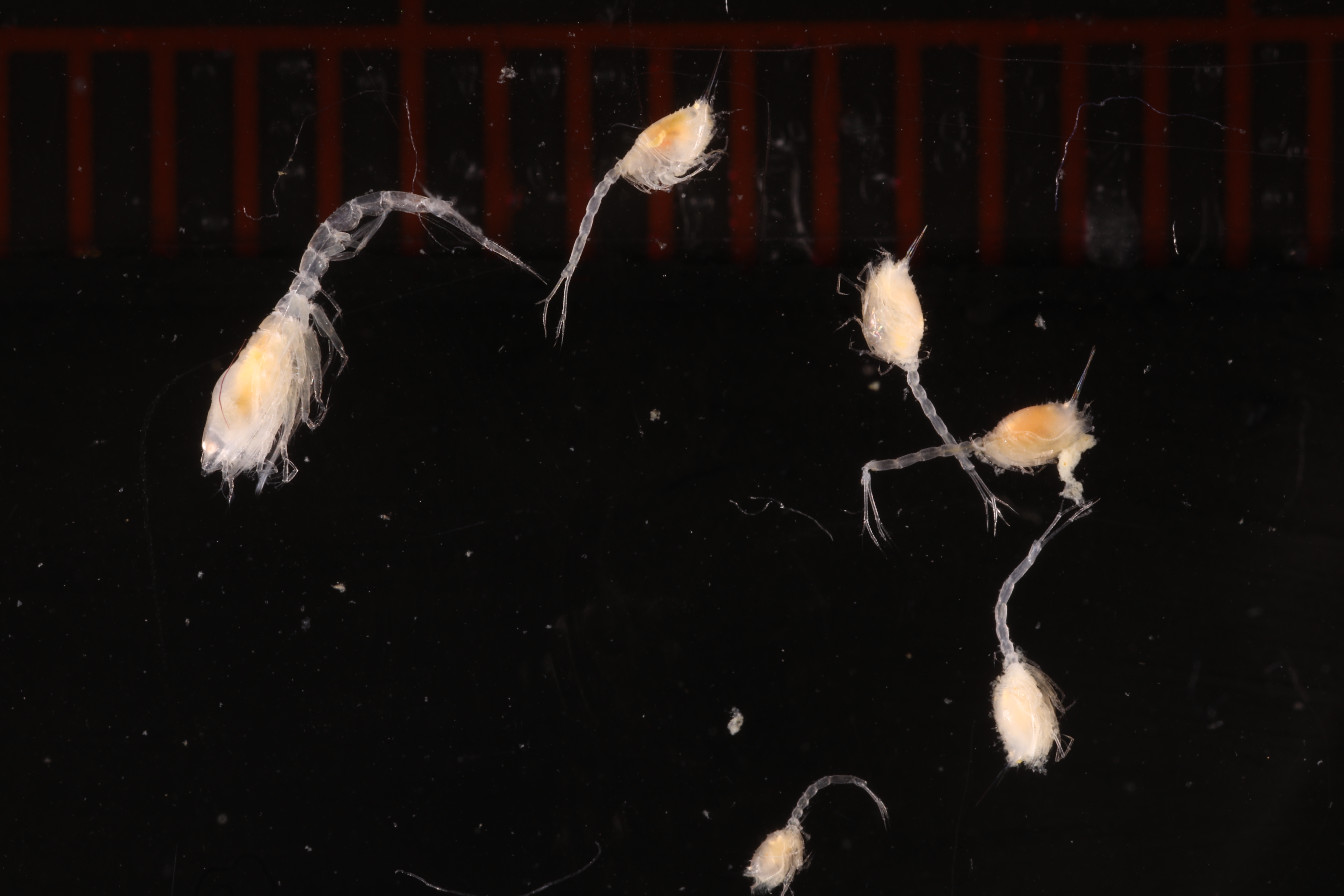 Cumella meridionalis