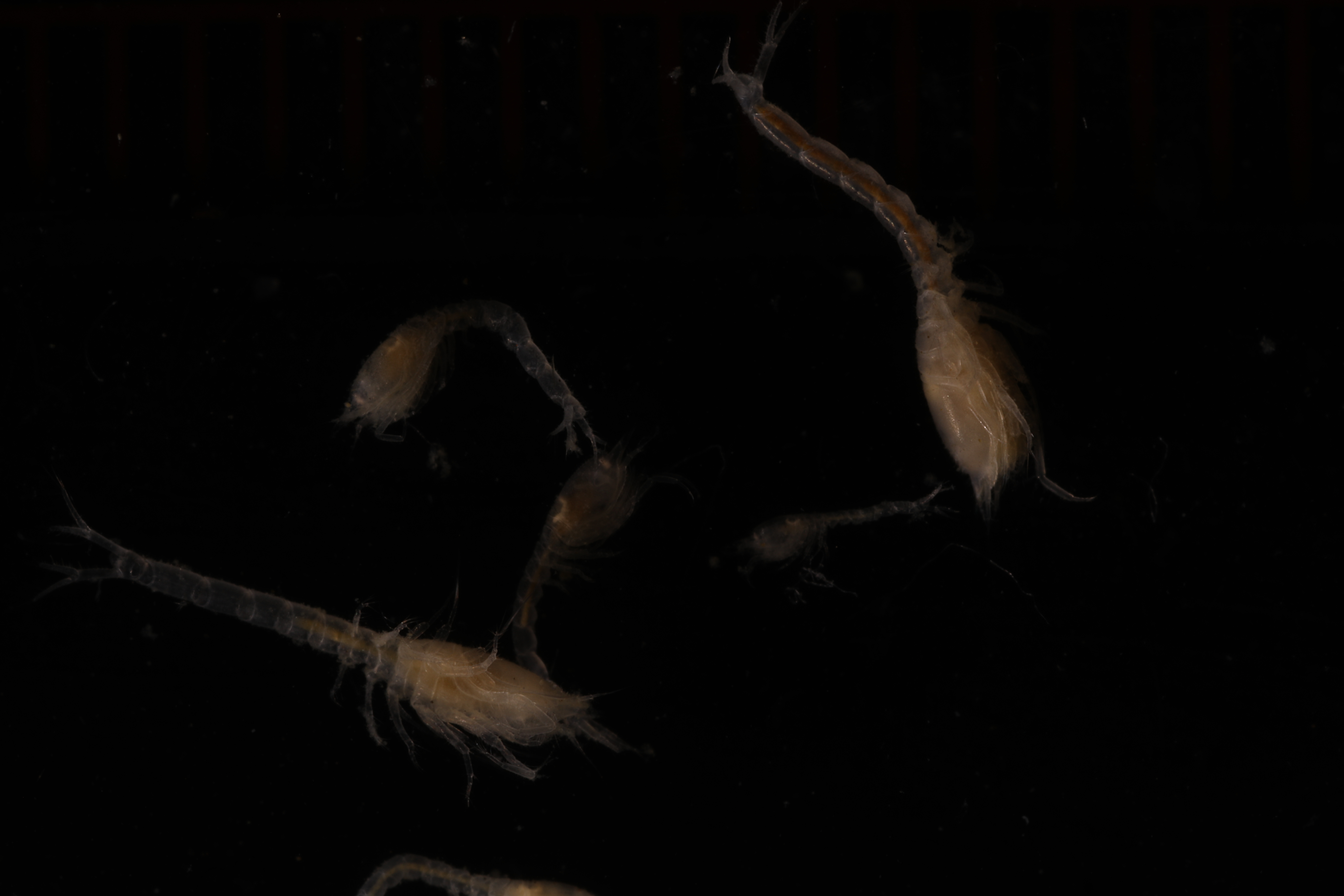 Leucon assimilis