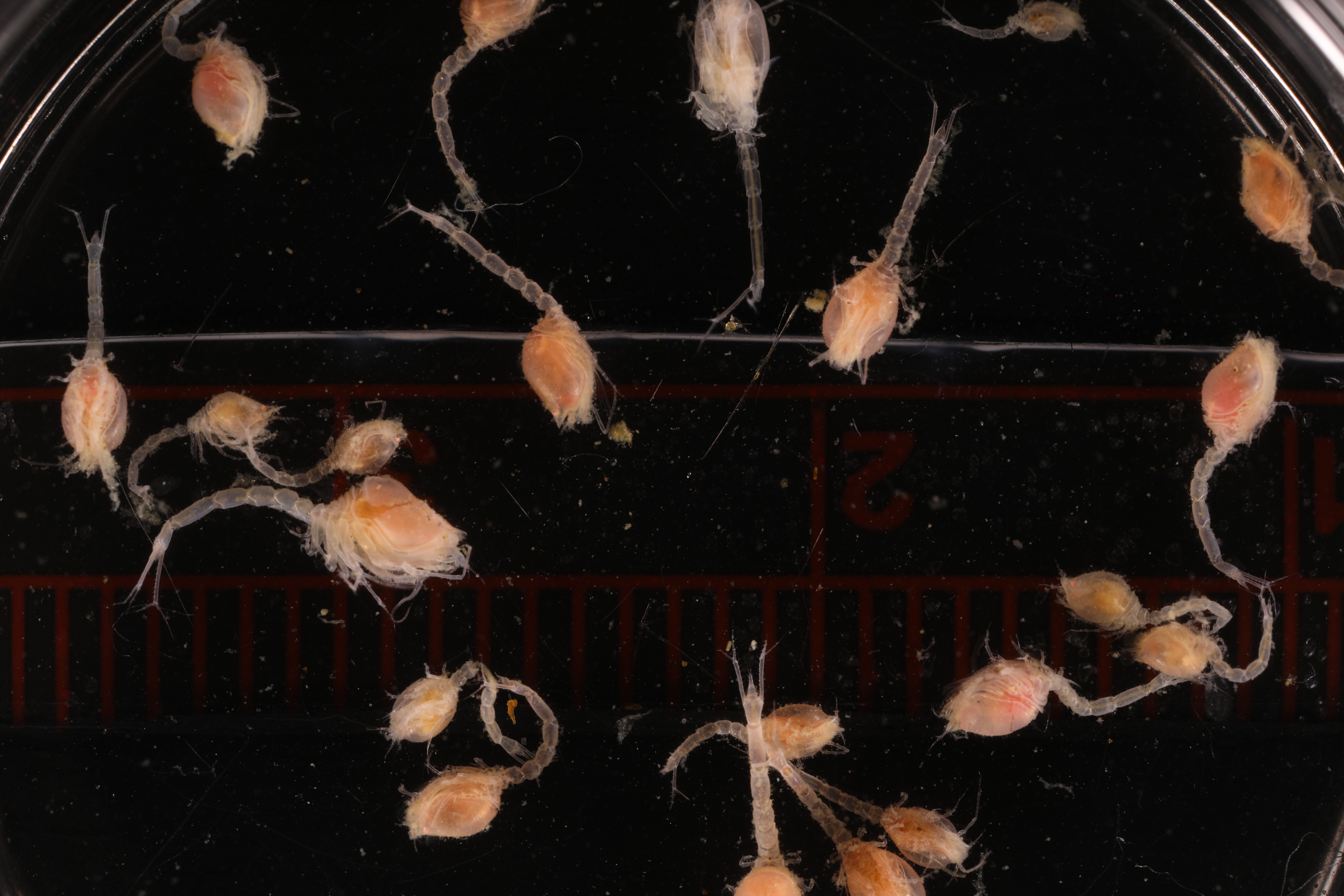 Leptostylis antipus