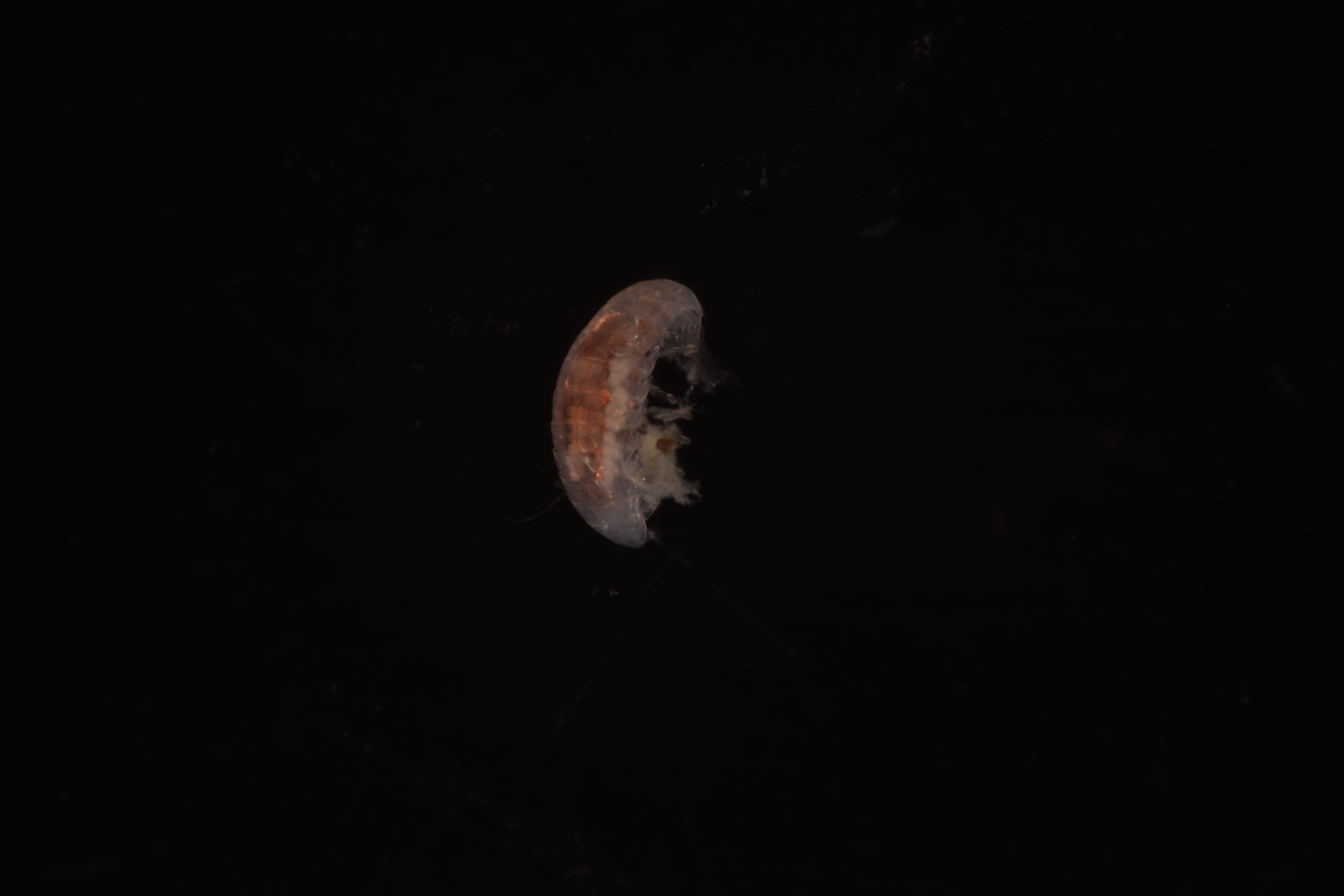 Specimen media