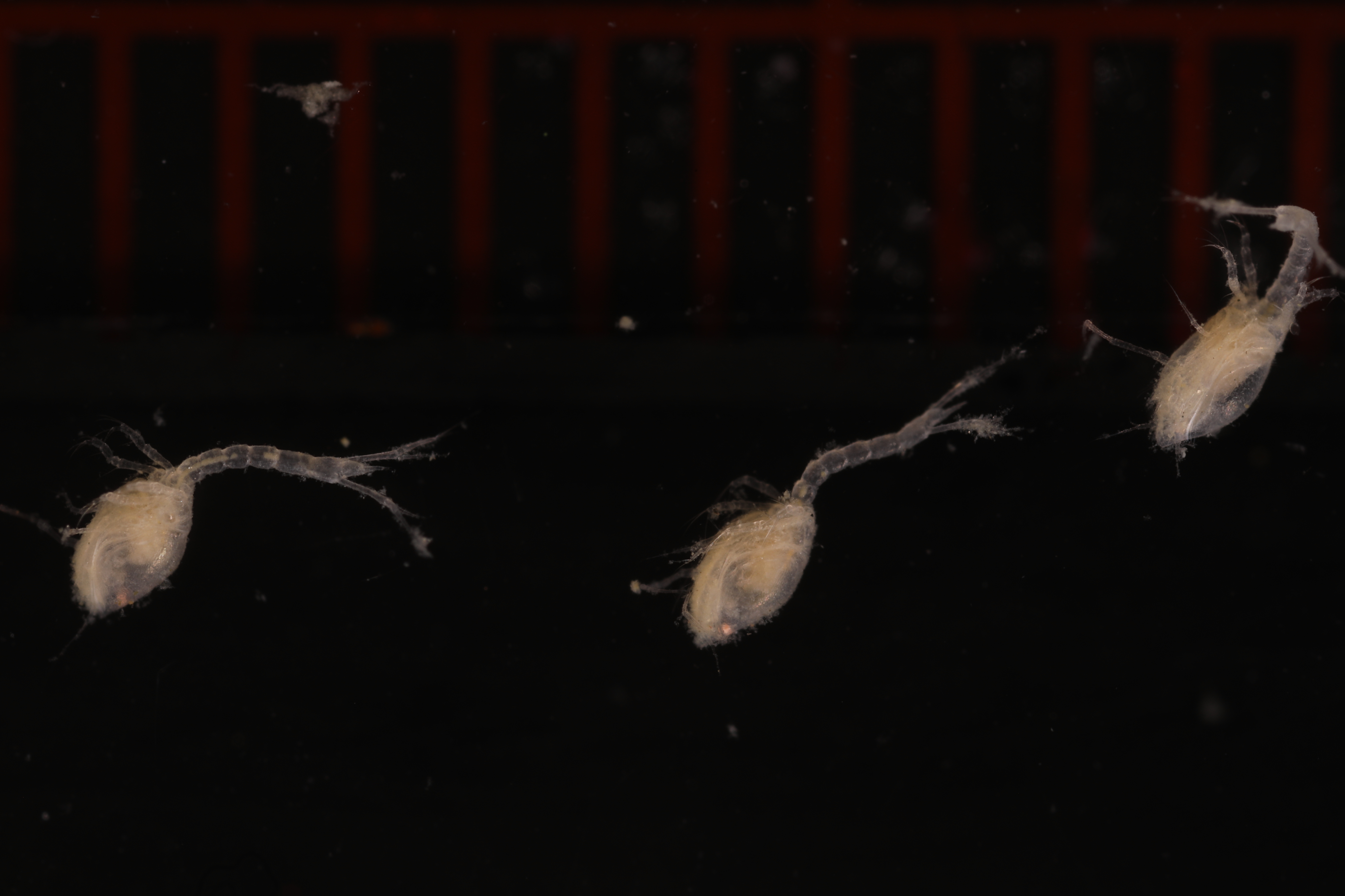 Specimen media
