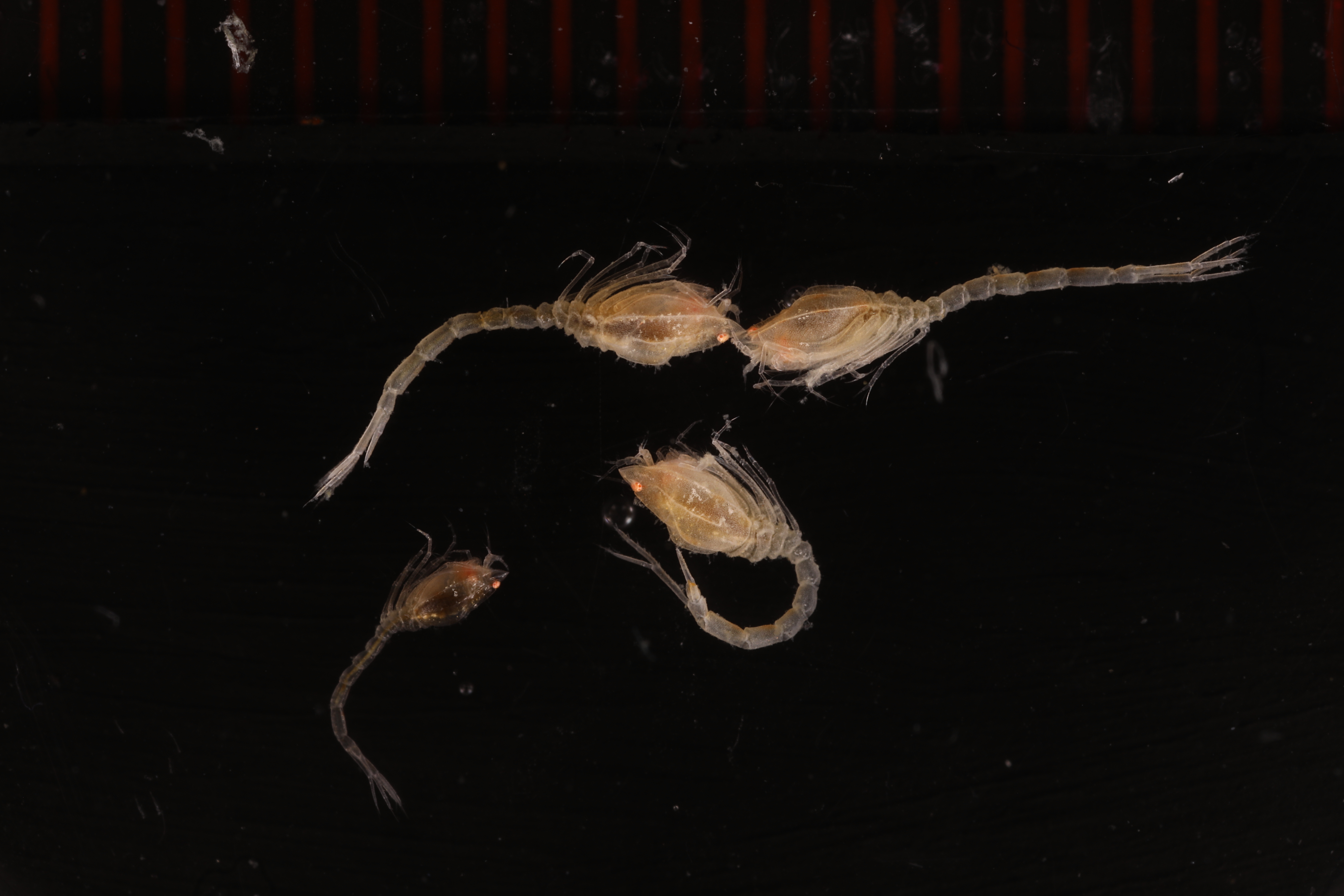 Platytyphlops mawsoni