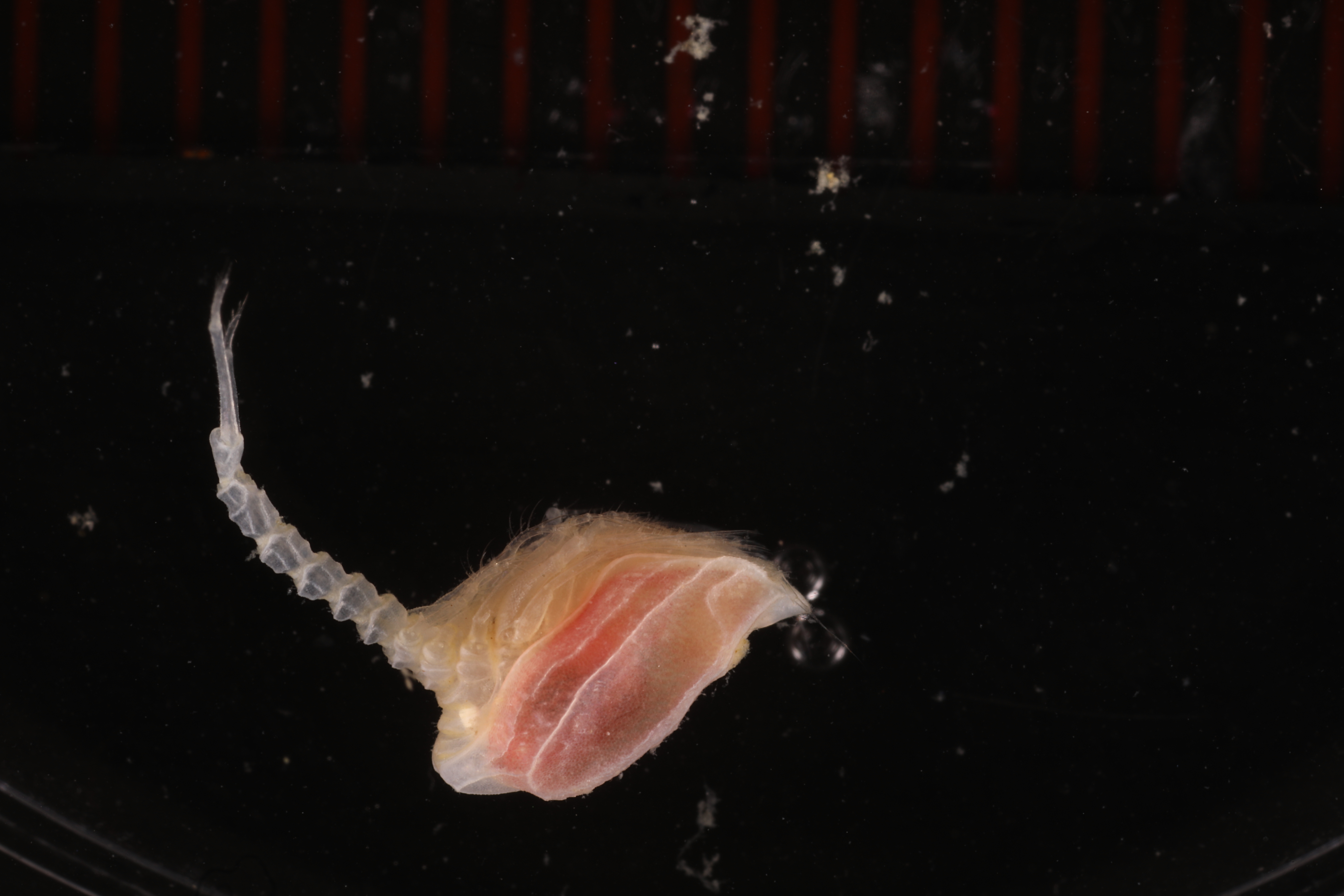 Campylaspis ledoyeri