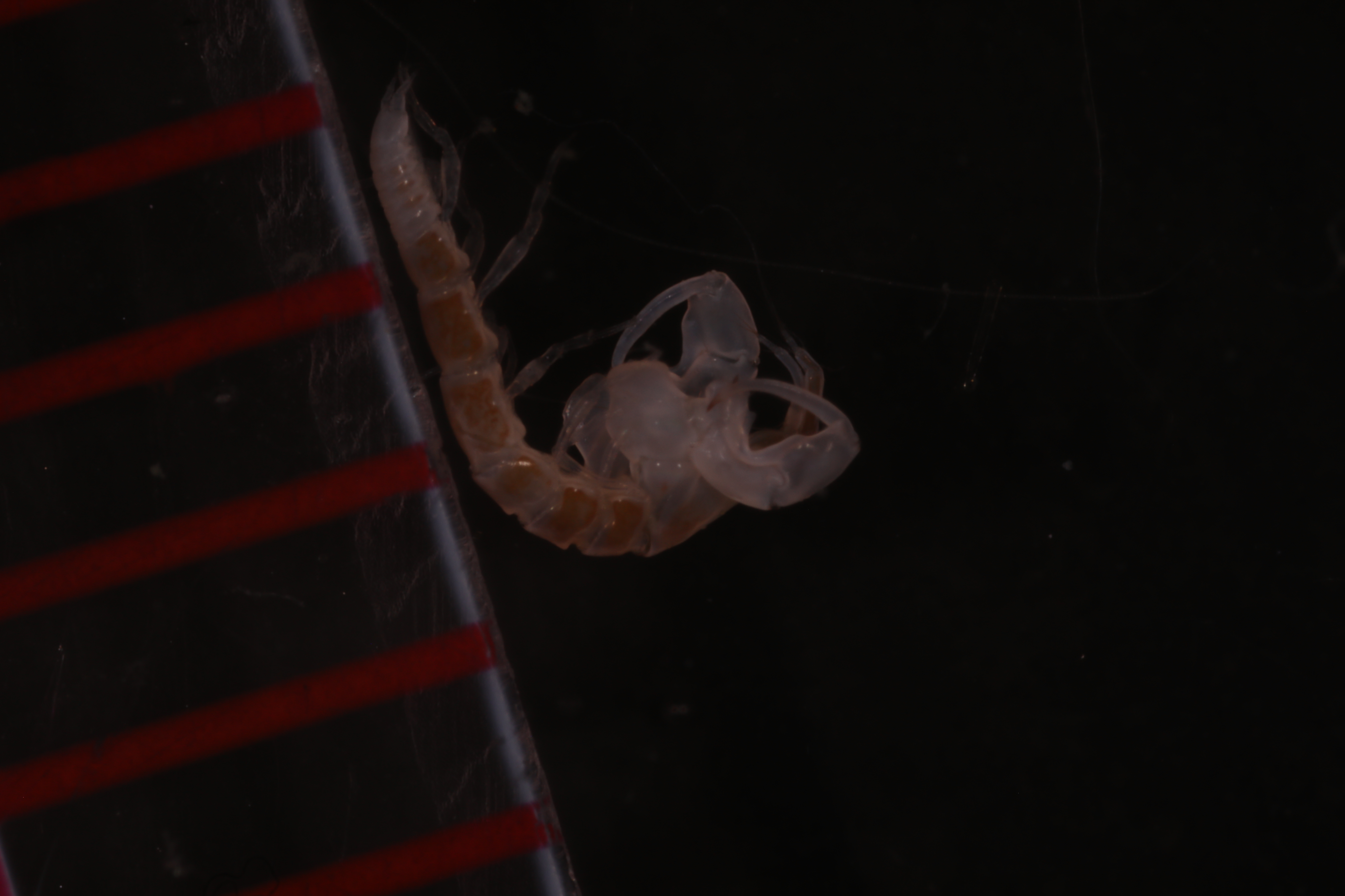 Nototanais dimorphus