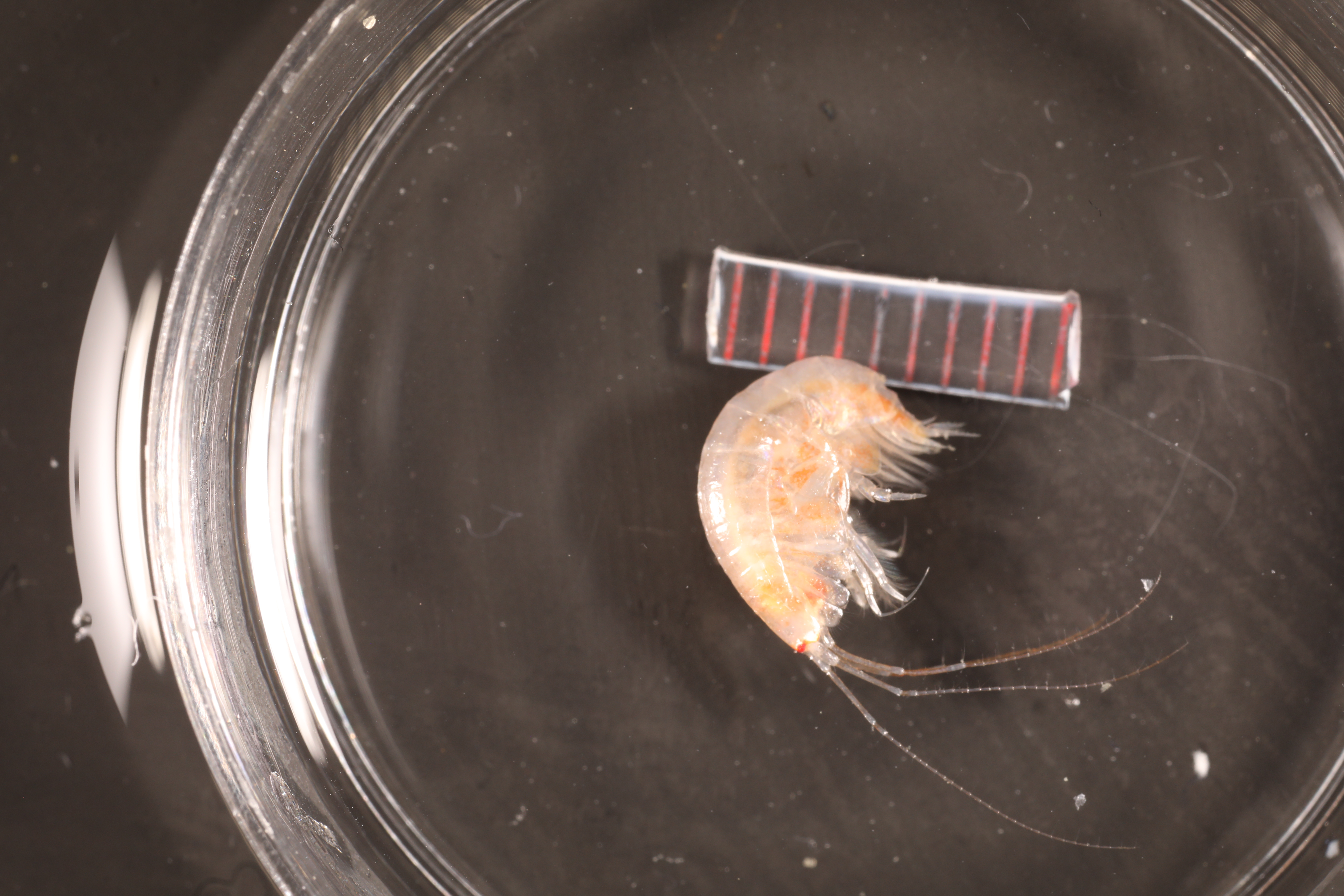 Specimen media