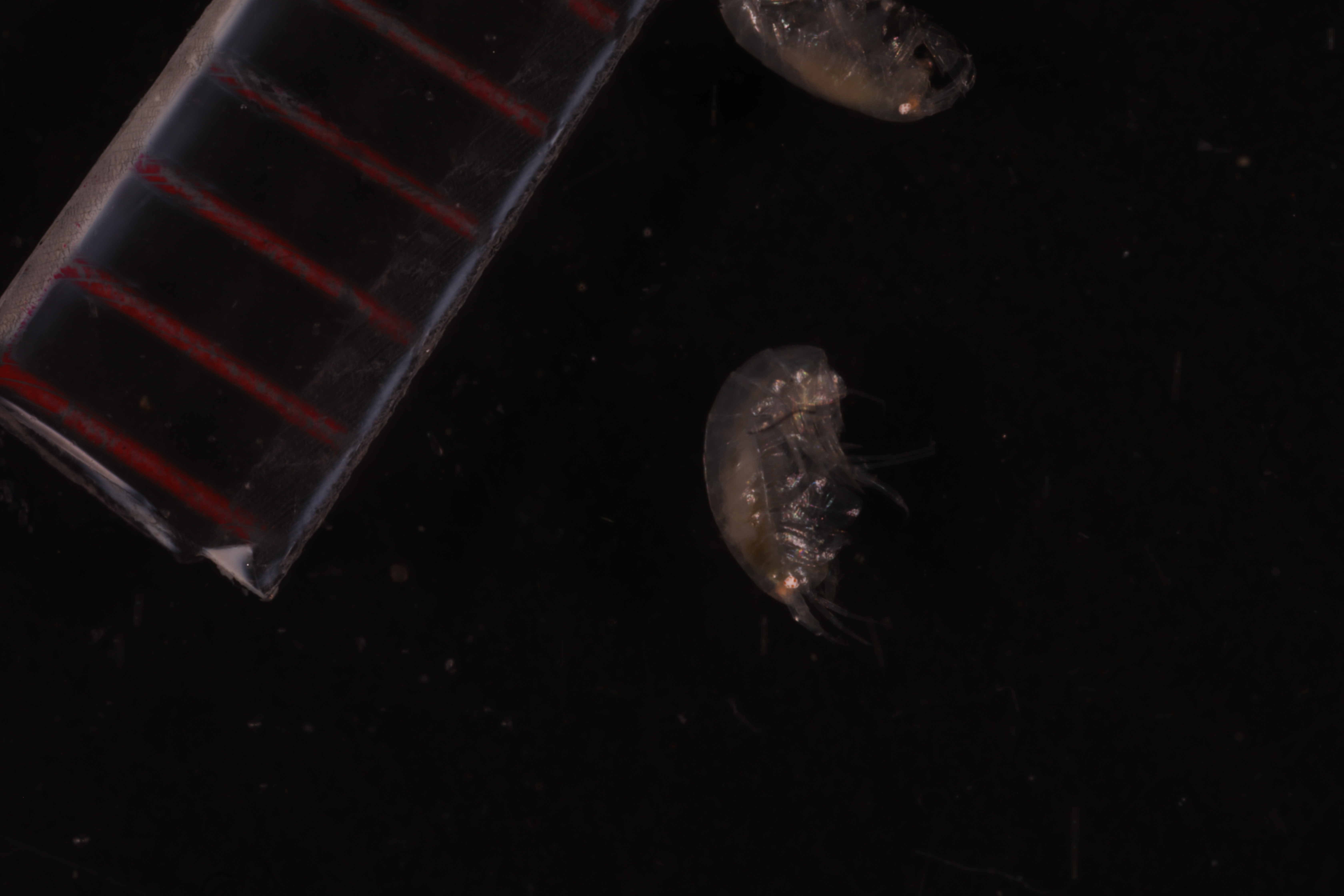 Specimen media