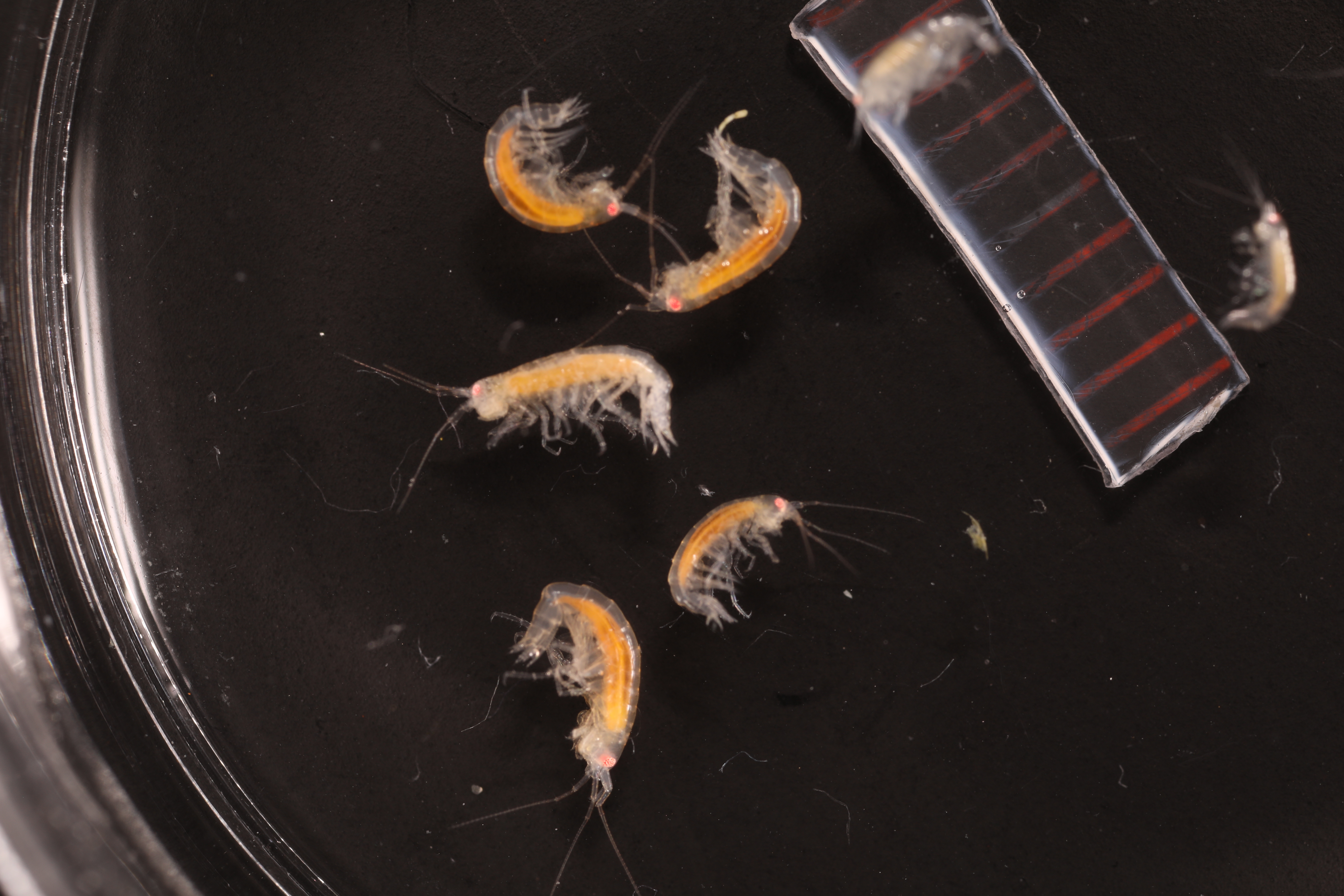 Specimen media