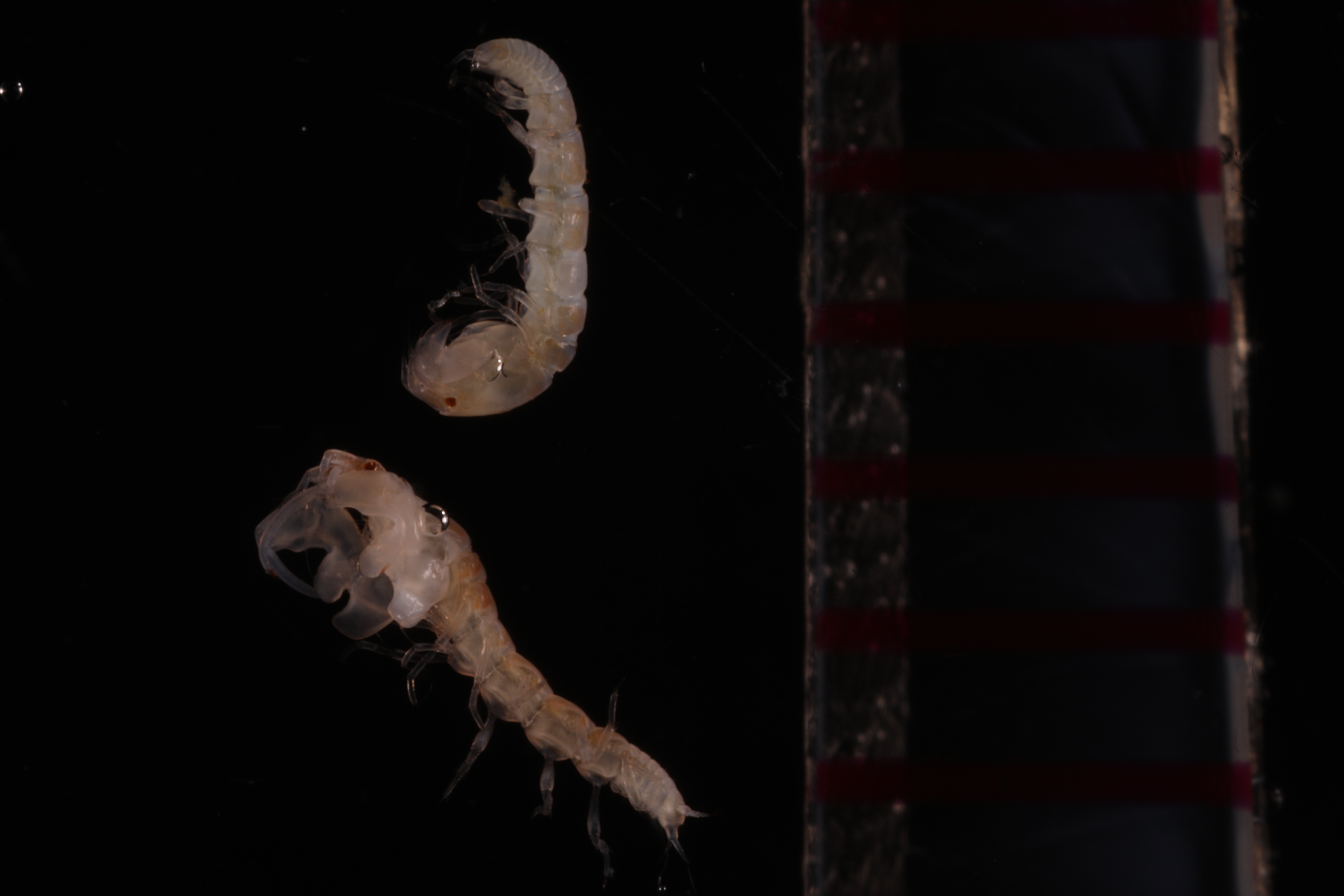 Nototanais dimorphus