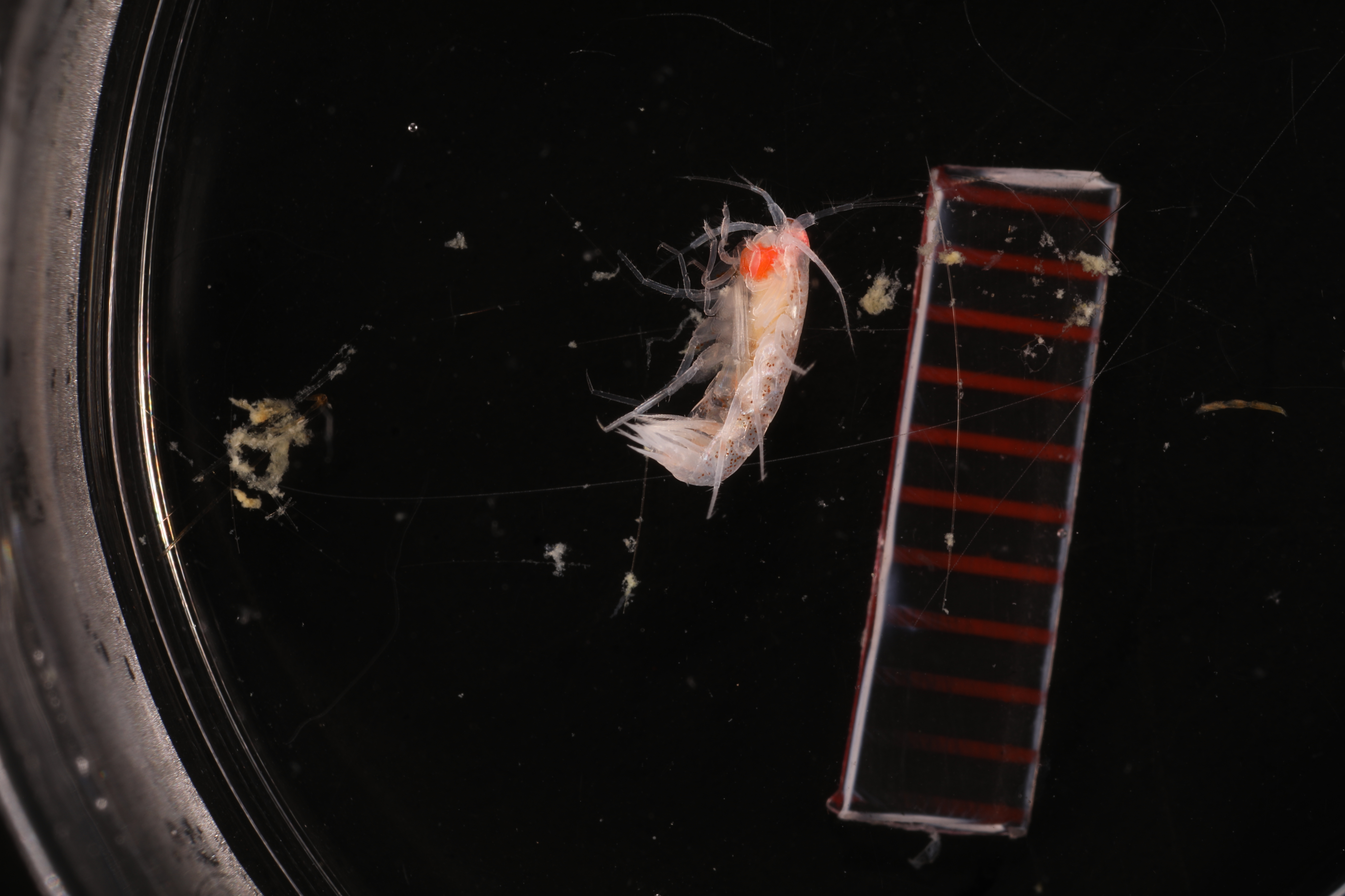 Specimen media