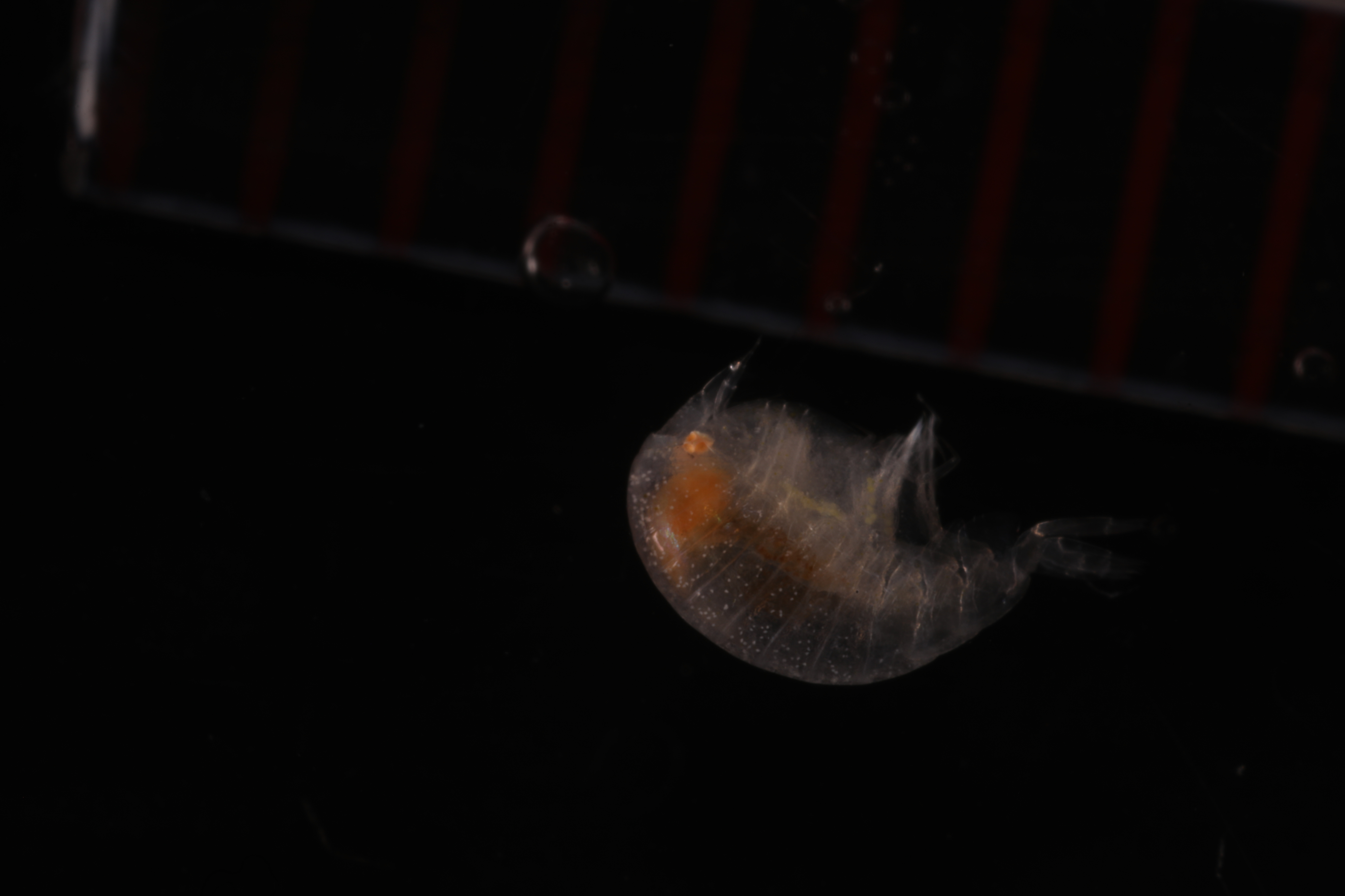 Specimen media