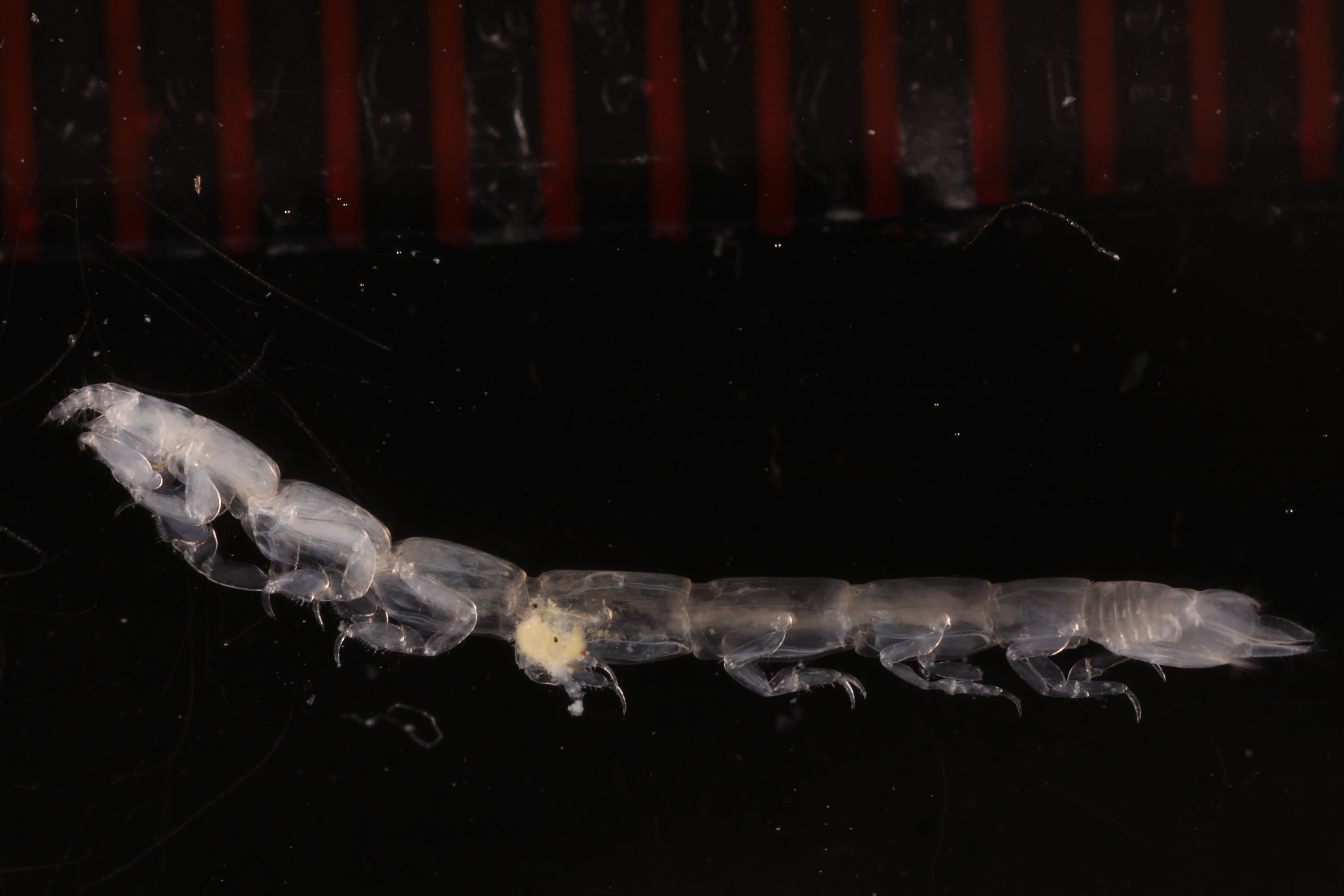Specimen media