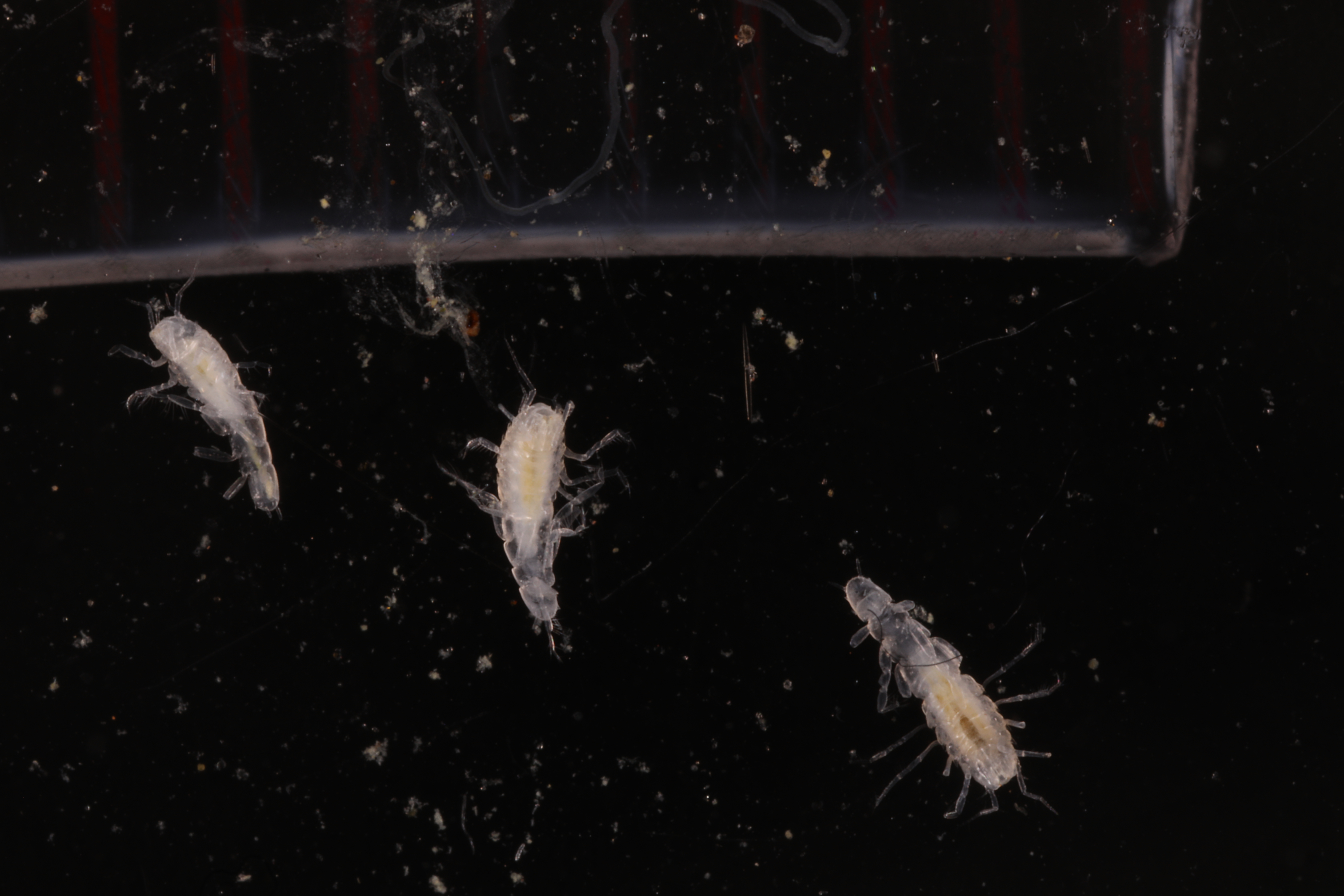 Specimen media