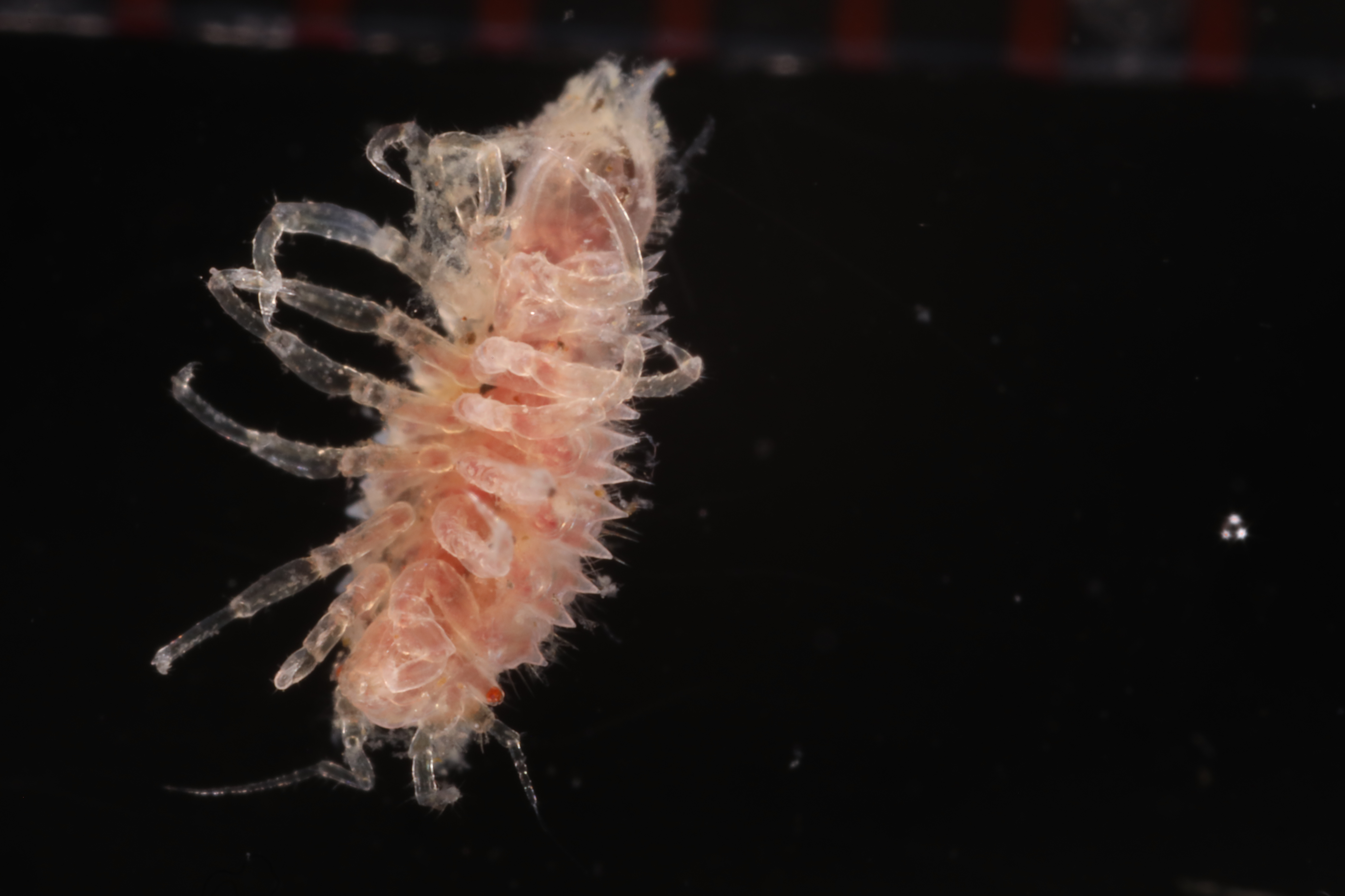Paramunnidae