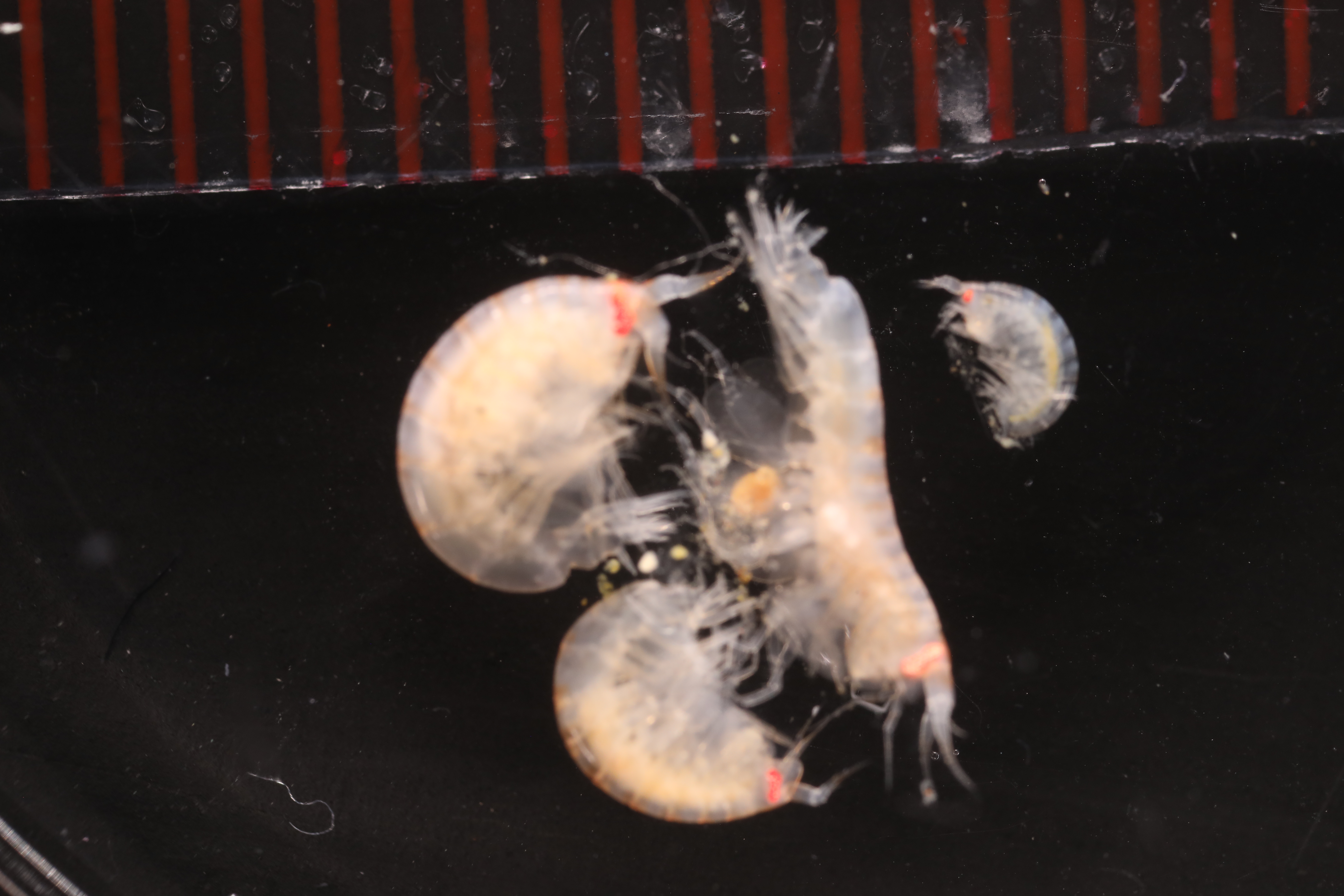 Specimen media