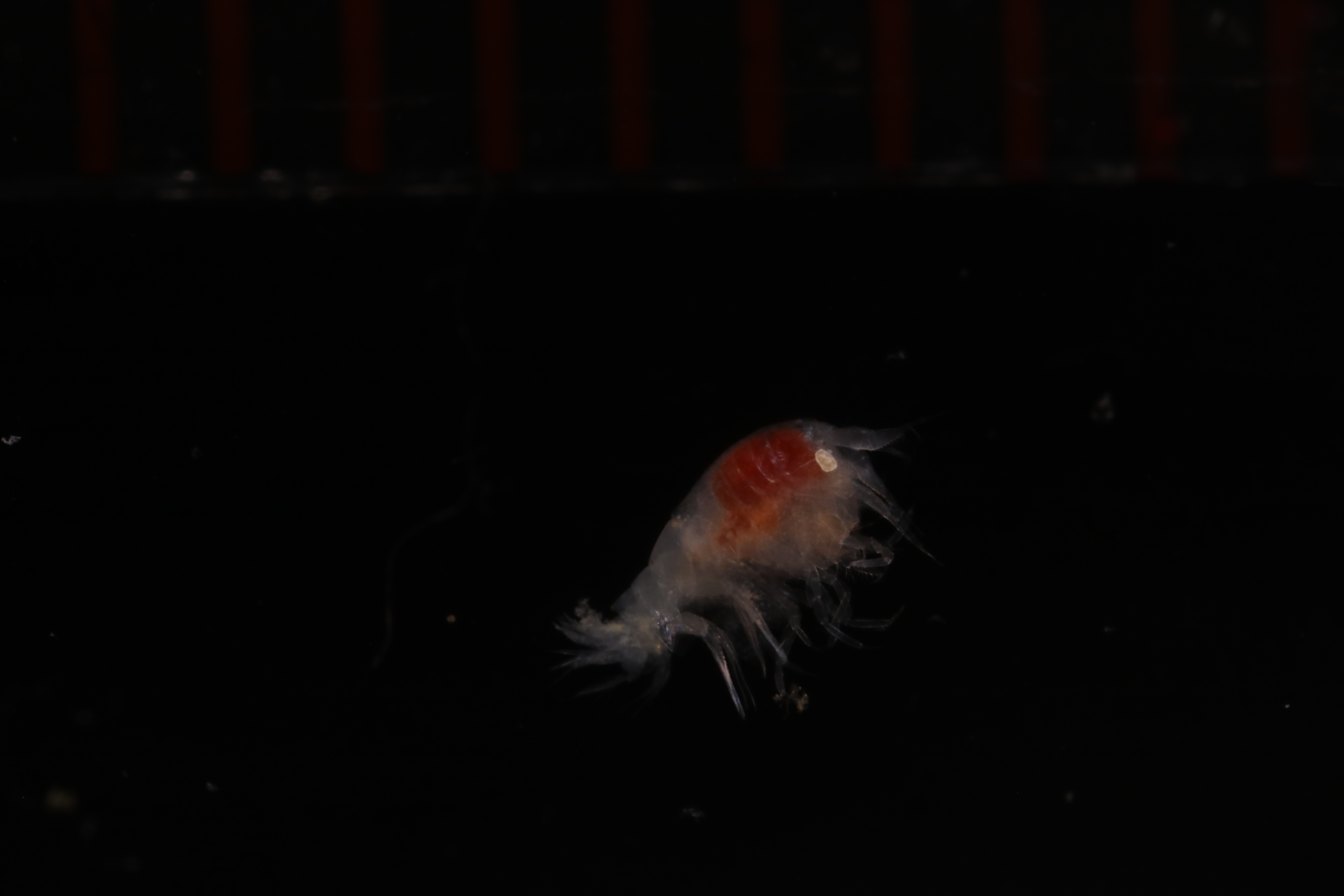 Specimen media