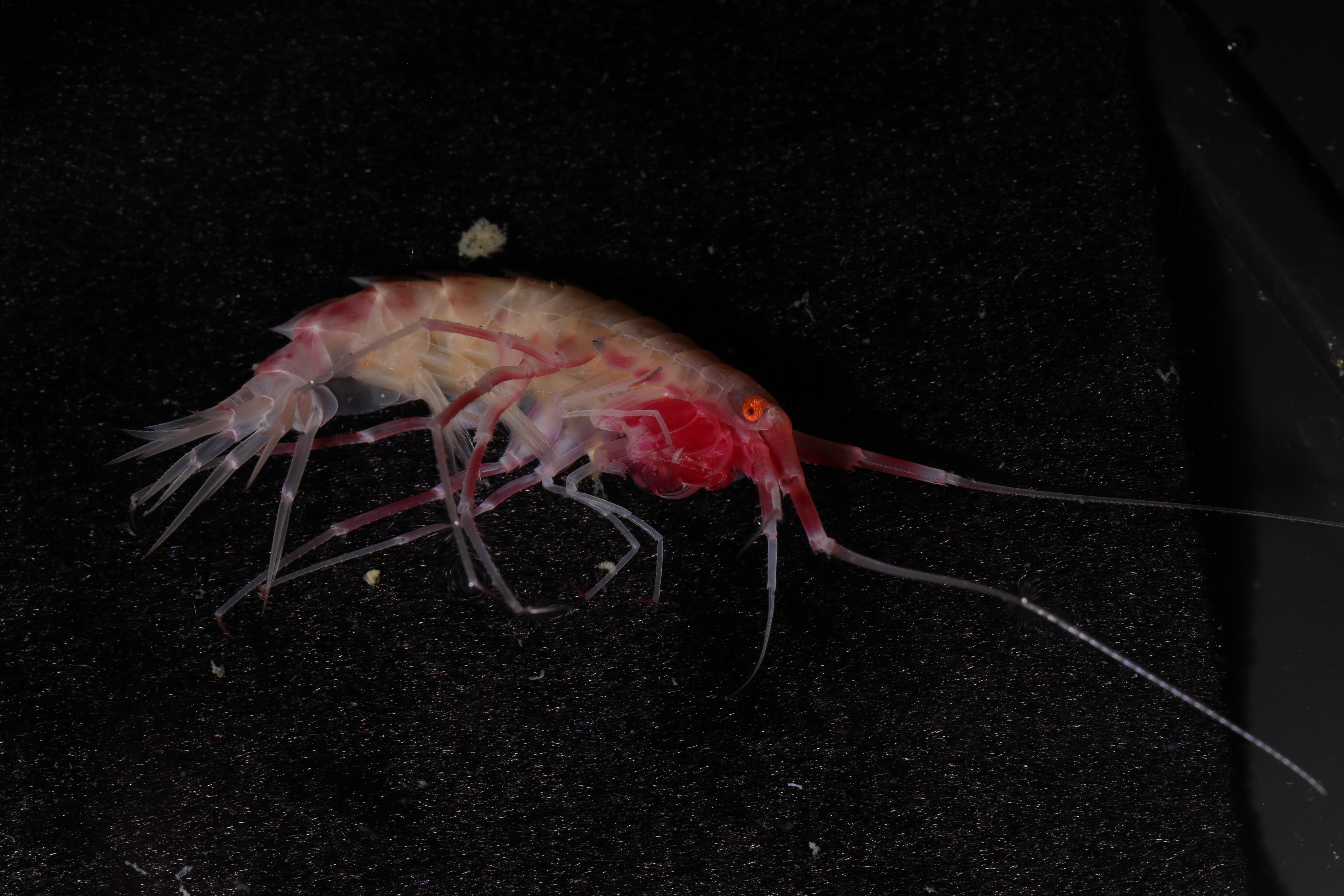 Specimen media