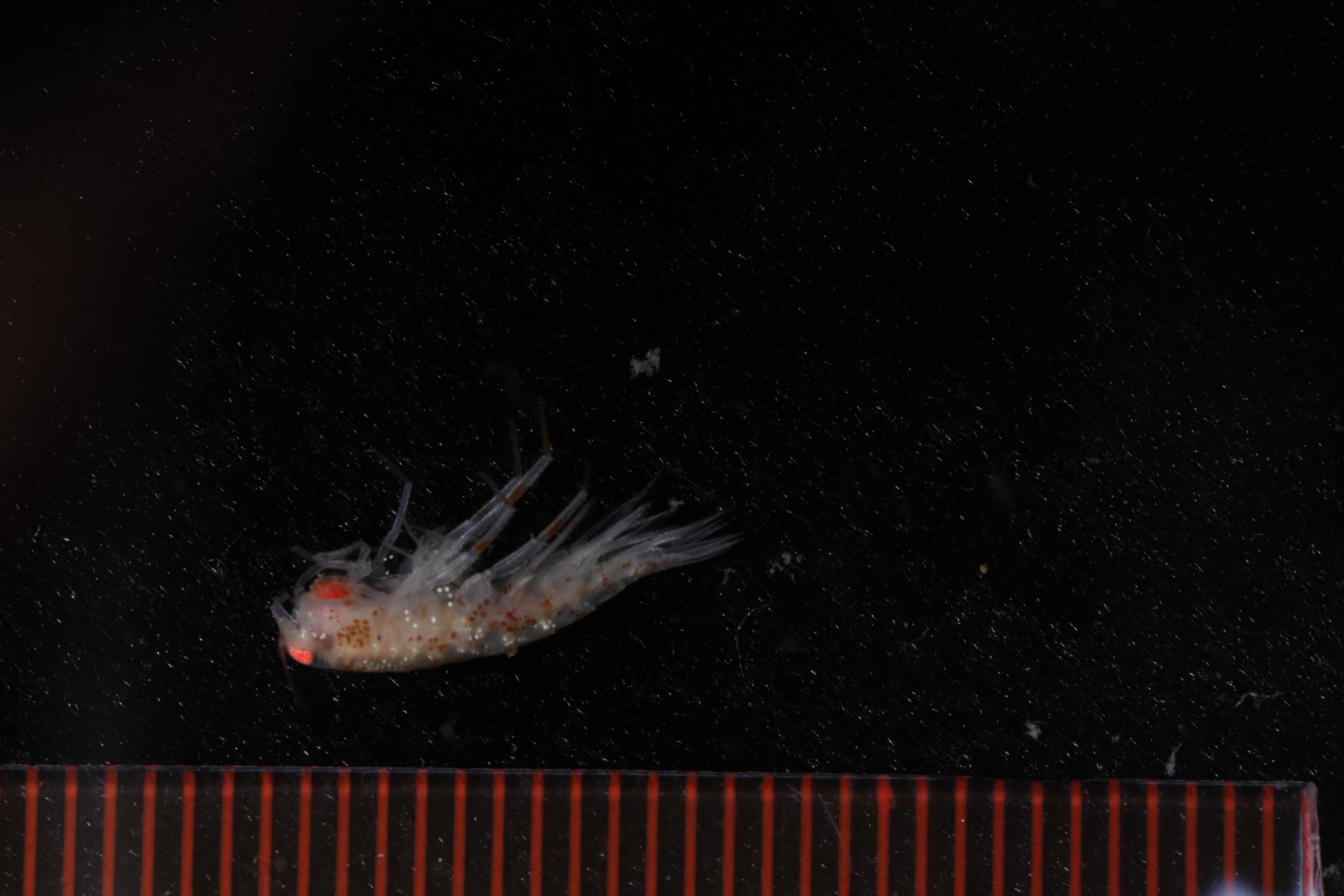 Specimen media