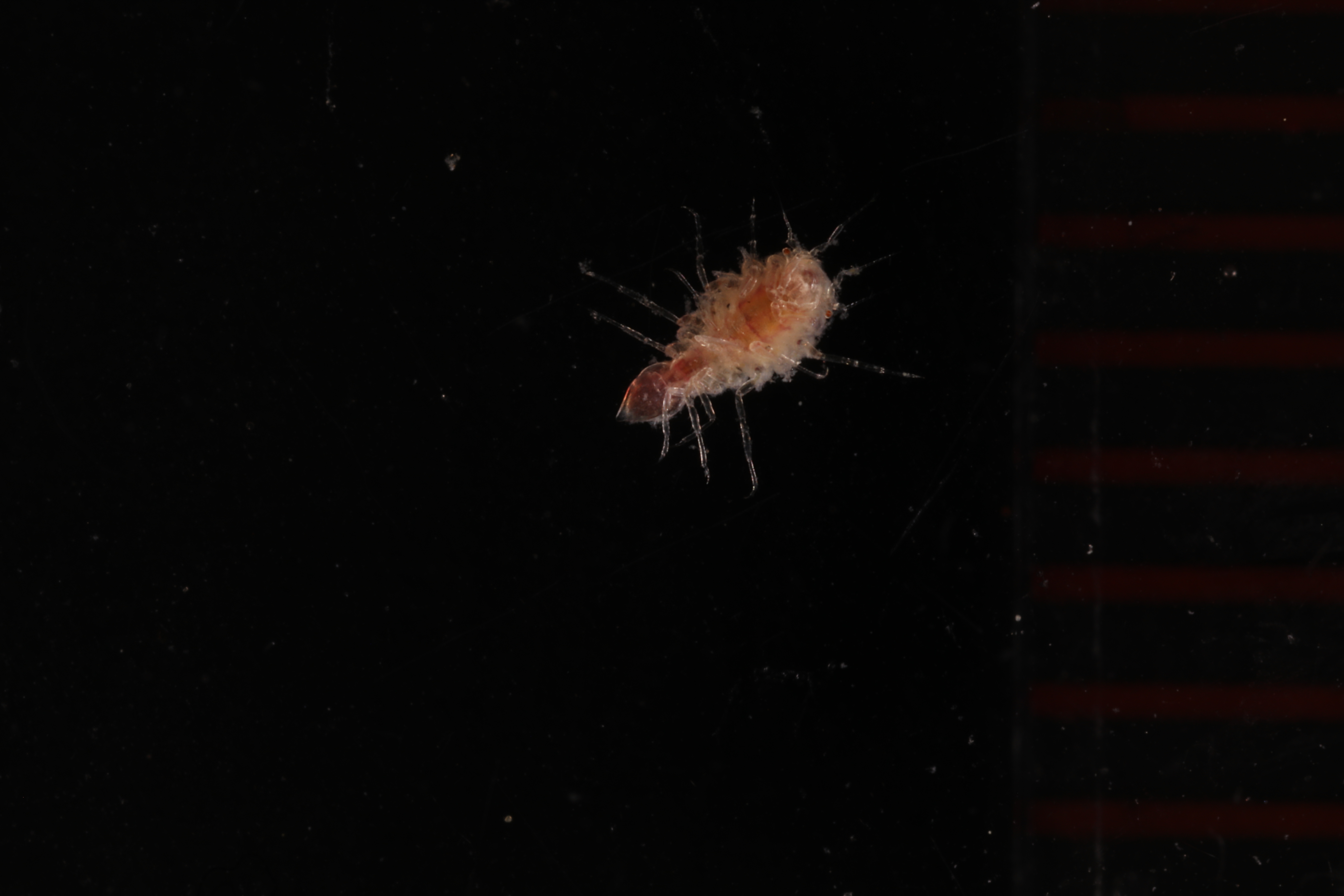 Paramunnidae