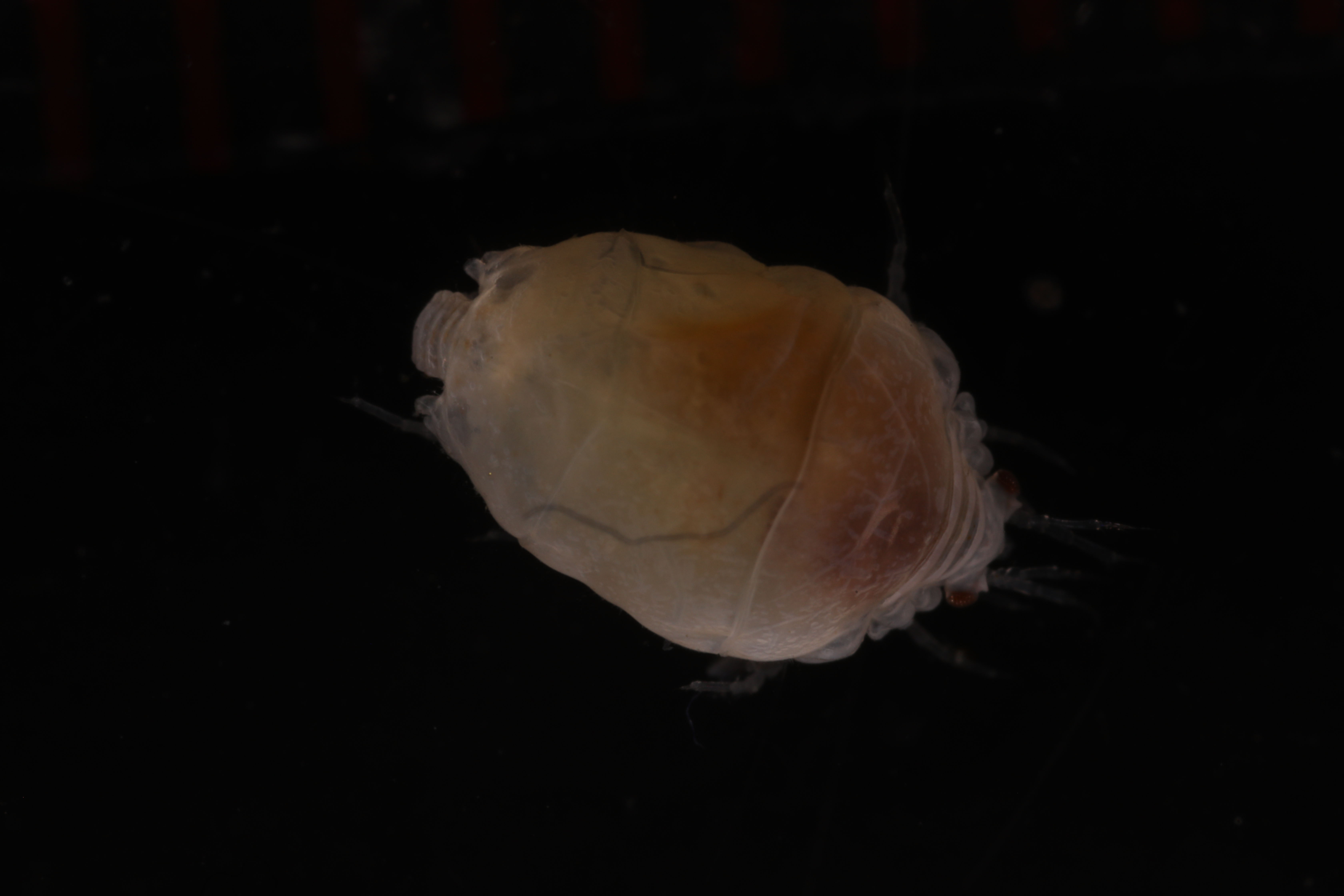 Specimen media