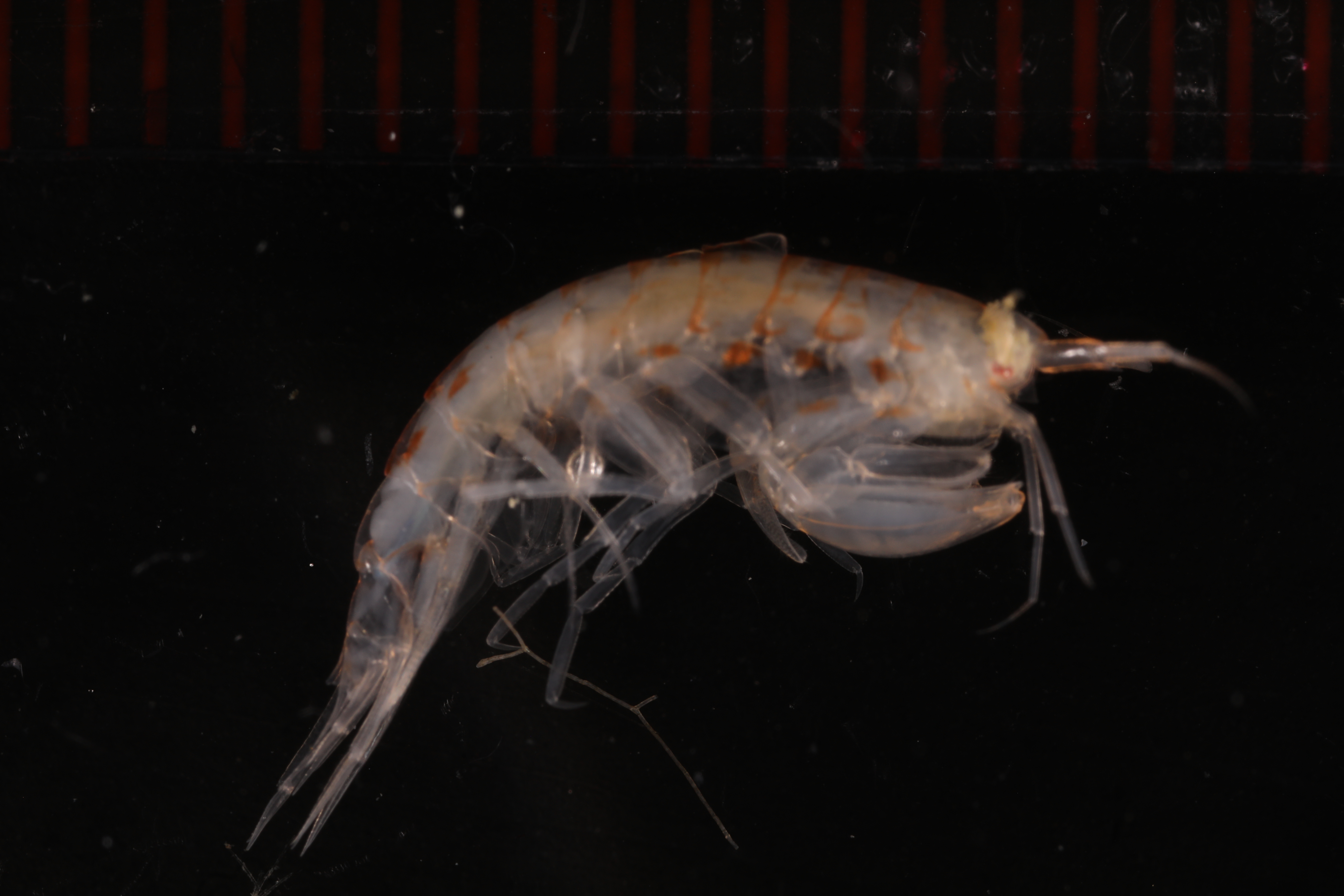 Specimen media