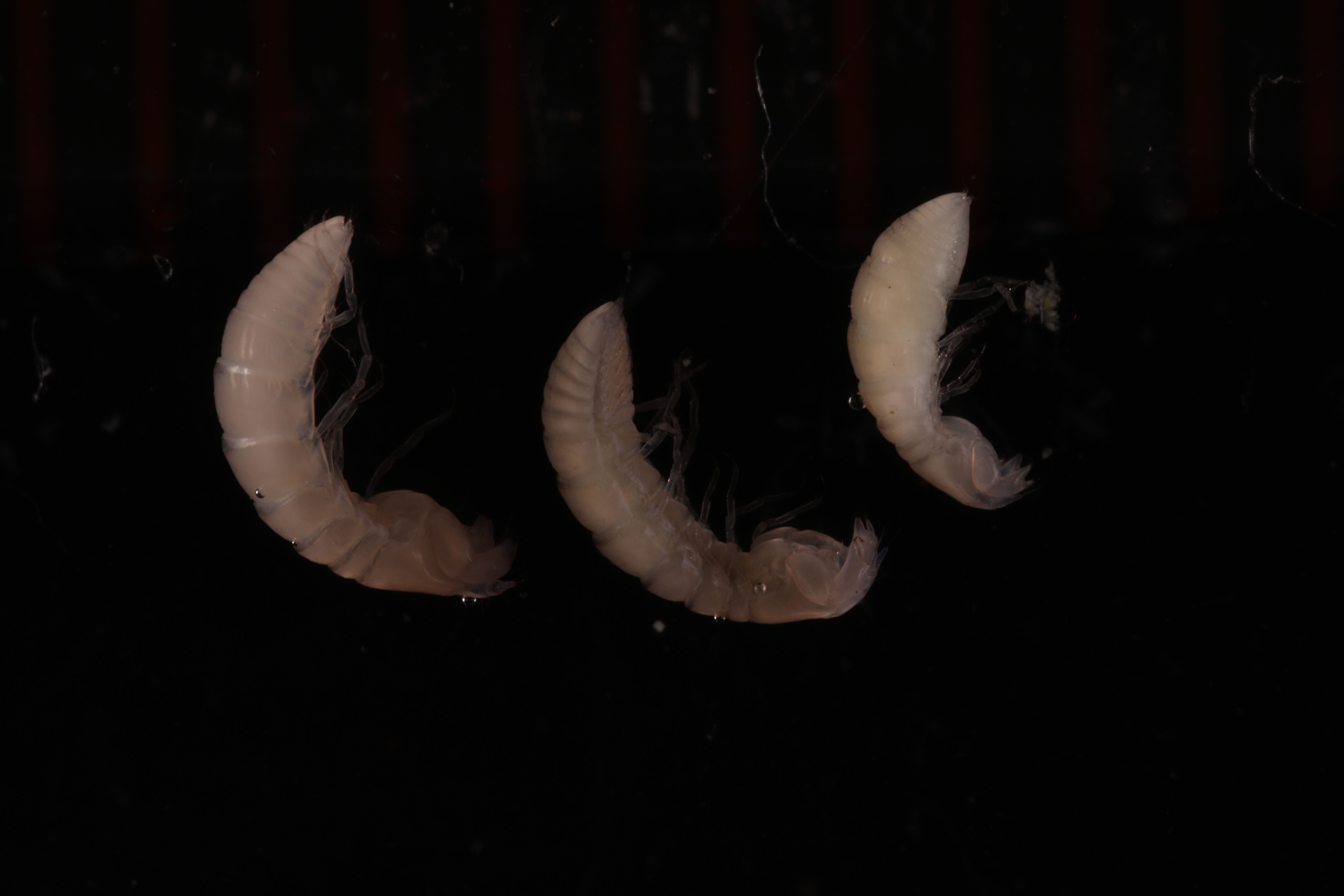 Specimen media
